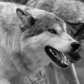 singingWolf@eldritch.cafe