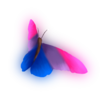 butterfly_bisexual