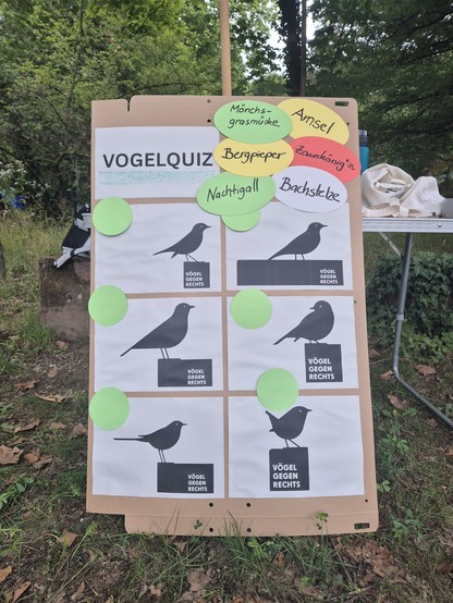 Ein Plakat, Überschrift Vogelquiz, 6 ausgedruckte Vogelsilhouetten, 6 Moderationskarten mit Namen von Vögeln. Mönchsgrasmücke, Amsel, Bergpieper, Zaunkönig, Nachtigall, Bachstelze
