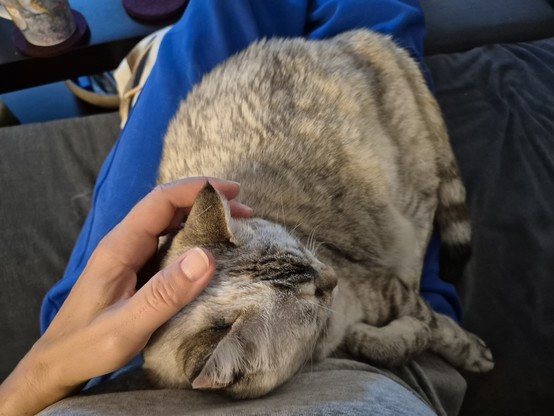 A light-colored cat is curled up on my lap. I'm in blue track suit bottoms, my feet up on the couch. My left hand is scratching the cat's ears. The cat looks relaxed and content. 