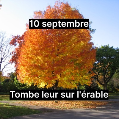 Montage nul d'un érable avec marqué : 10 septembre, tomble leur sur l'érable