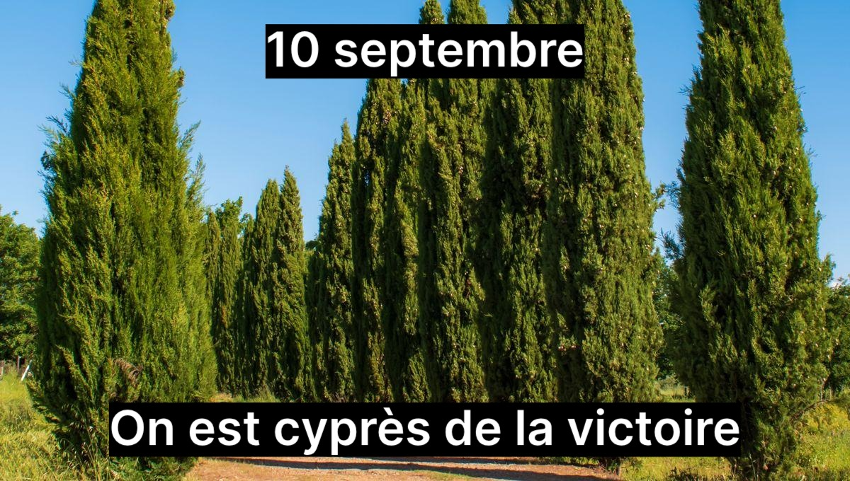 Montage nul d'une rangé de cyprès avec marqué : 10 septembre, on est cyprès de la victoire