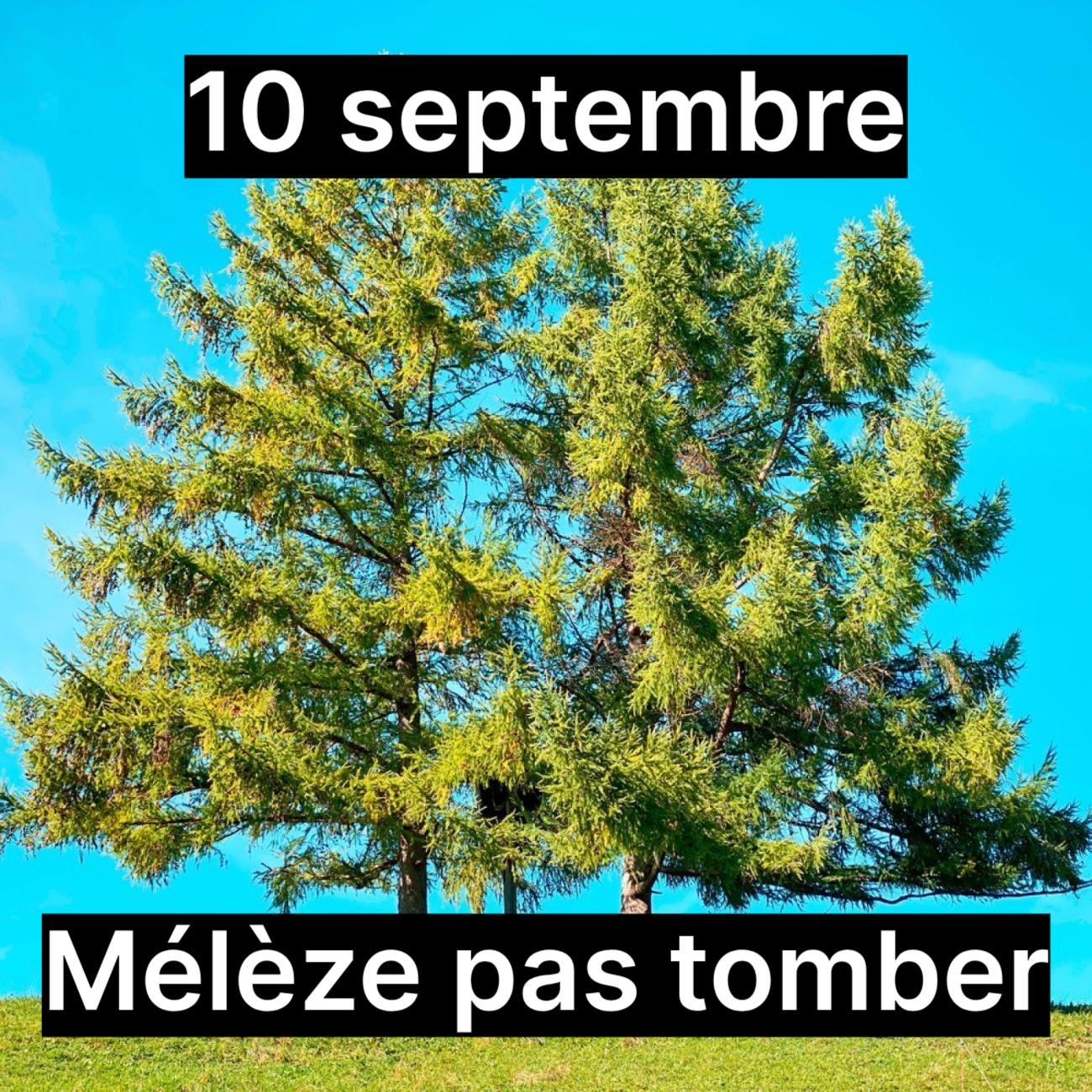montage nul d'un mélèze avec écrit : 10 septembre, Mélèze pas tomber
