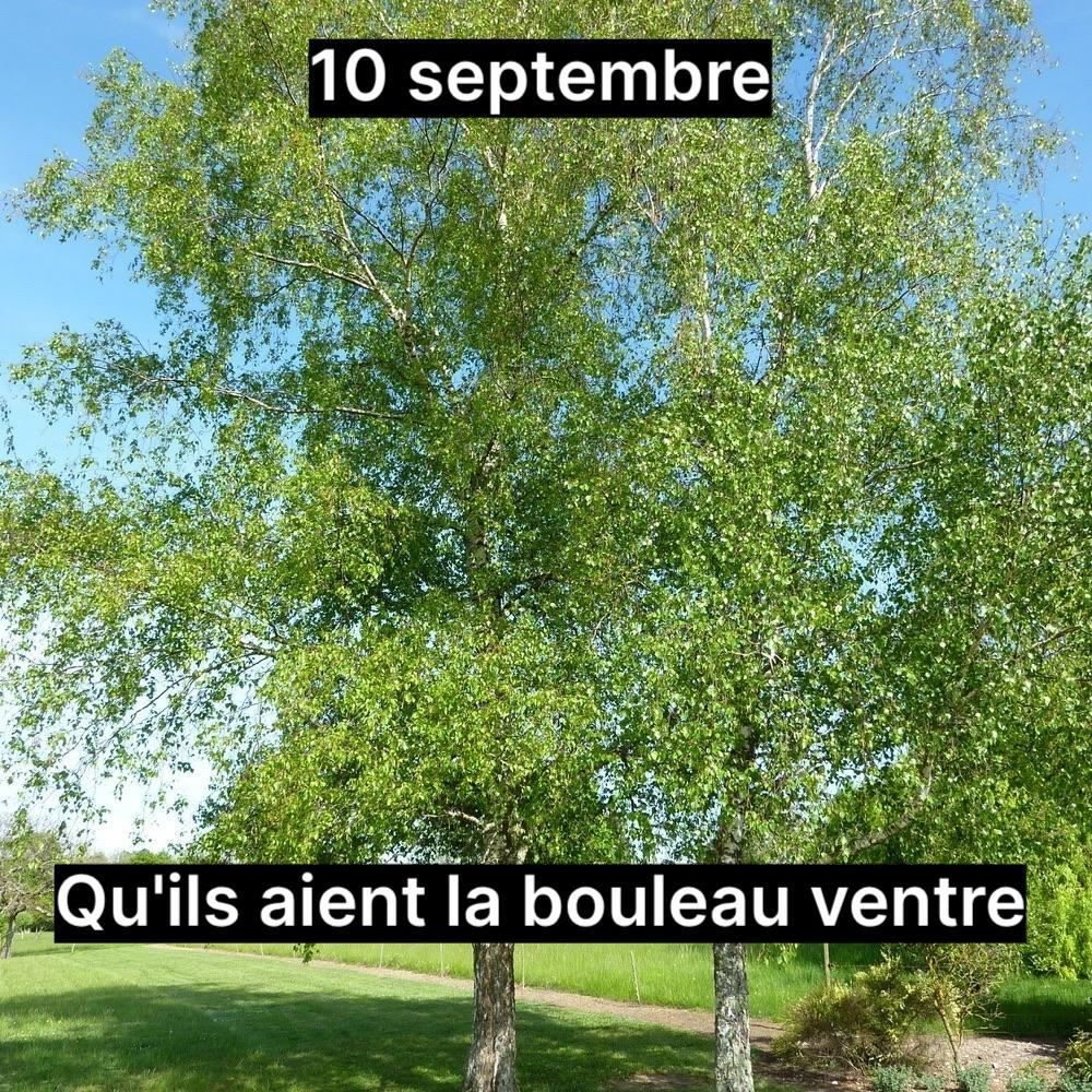 Montage nul d'un bouleau avec marqué : « 10 septembre, qu'ils aient la bouleau ventre »