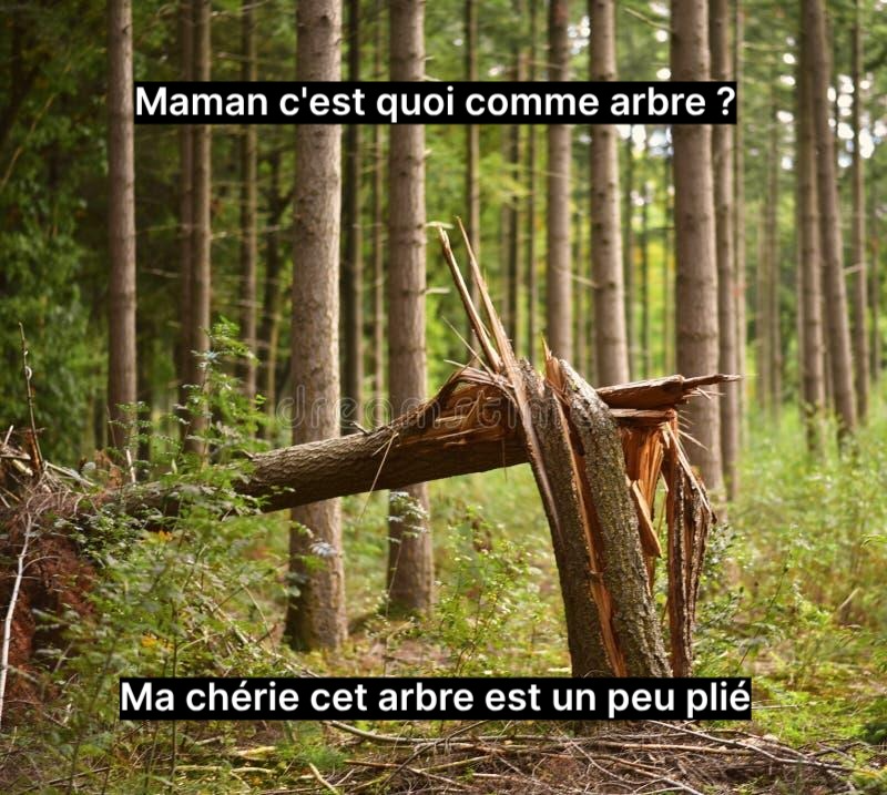 Montage nul d'un arbre cassé en deux avec marqué :

« Maman c'est quoi comme arbre
— Ma chérie cet arbre est un peu plié »