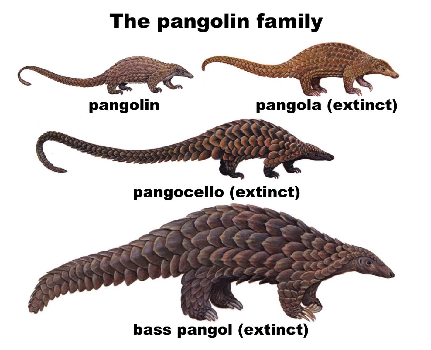 Pictures of pangolins of increasing sizes, labelled "the pangolin family': 
- Pangolin
- Pangola (extinct) 
- Pangocello (extinct)
- Bass Pangol (extinct)