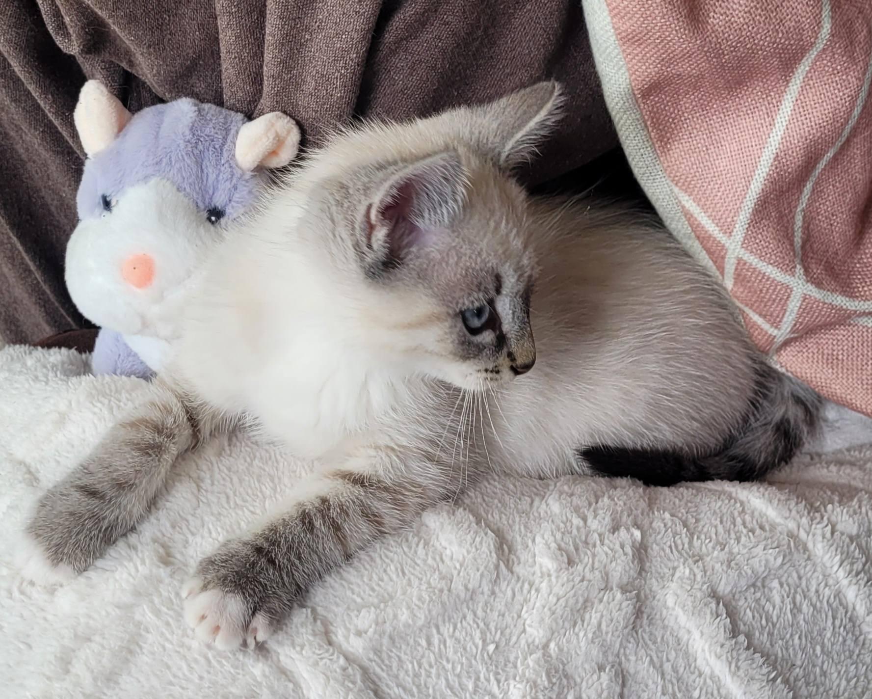 Moka, chaton au pelage très blanc/beige et la queue pluss sombre, en train de poser presque allongé sur des couvertures, avec une peluche