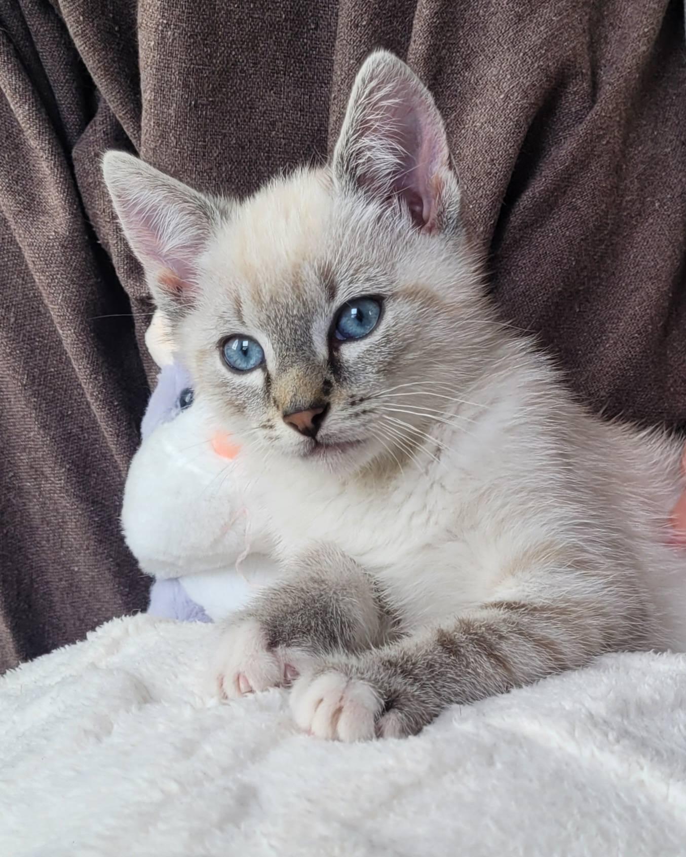 Moka regarde devant lui les yeux bleu ouverts