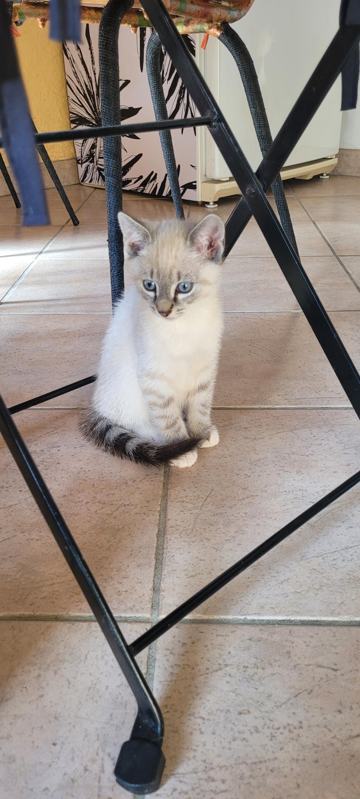 Moka, sous une chaise, un peu perdu sur le carrelage mais ça a l'air d'aller, il est petit
