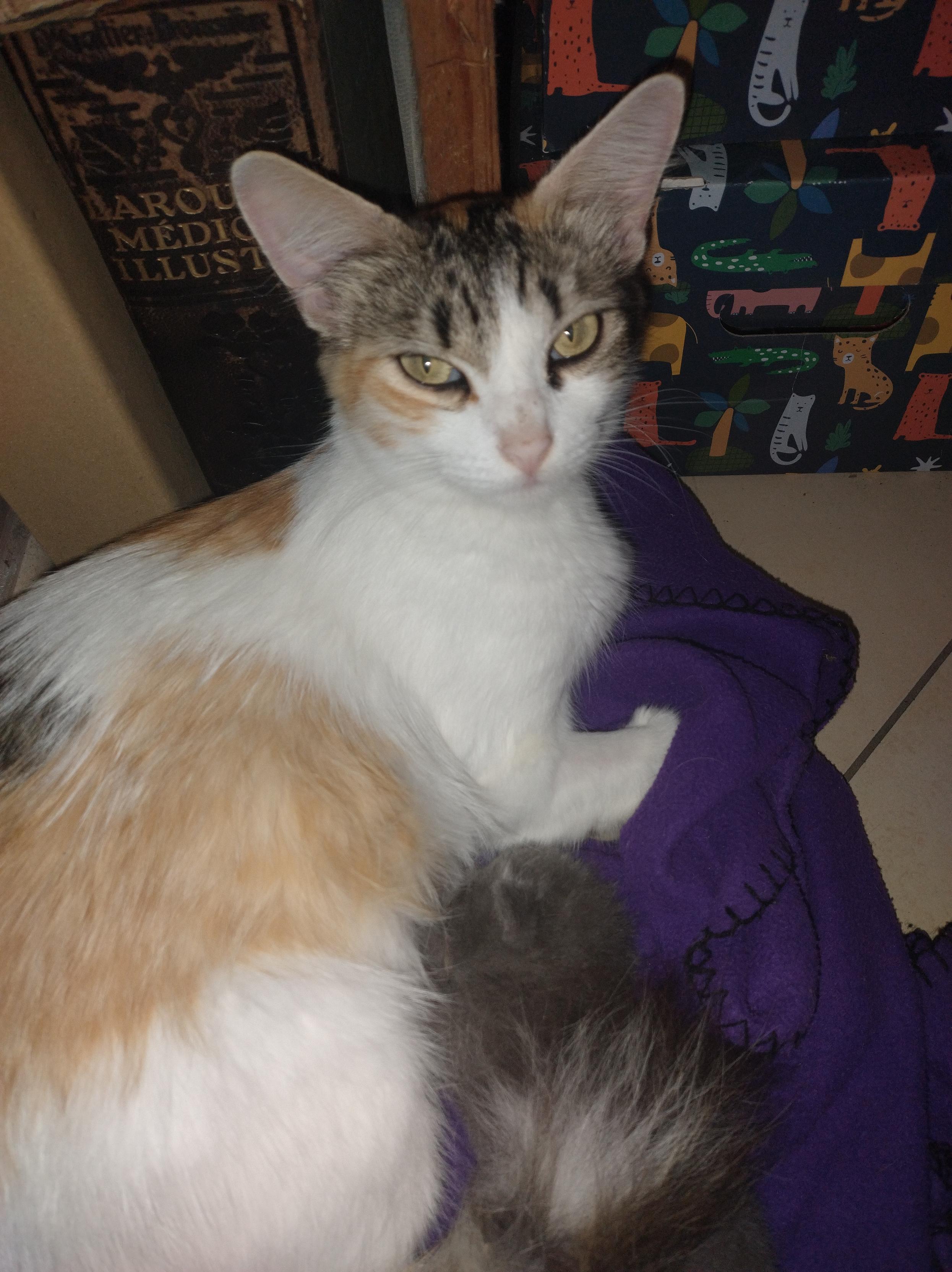 Chatte calico aux grandes oreilles