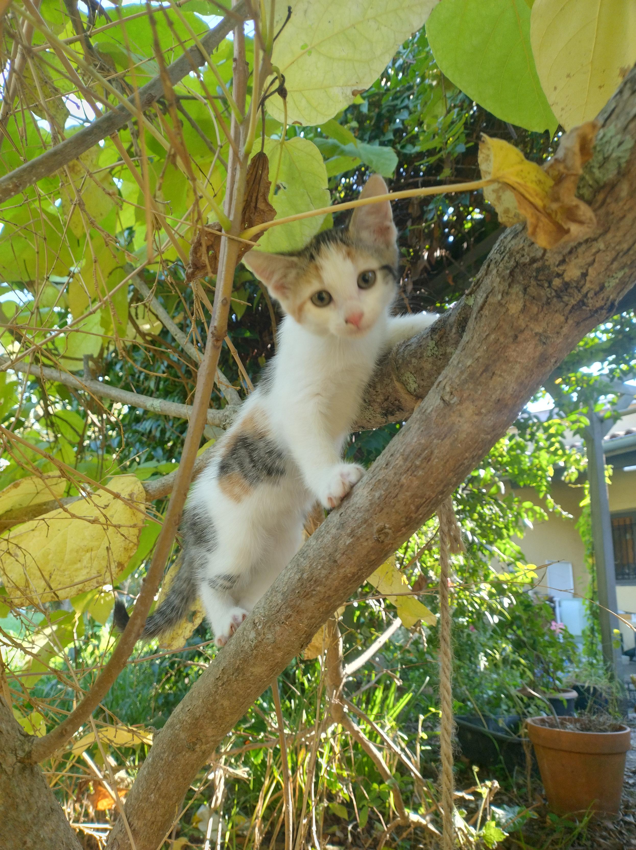 Chatonne calico sur une branche