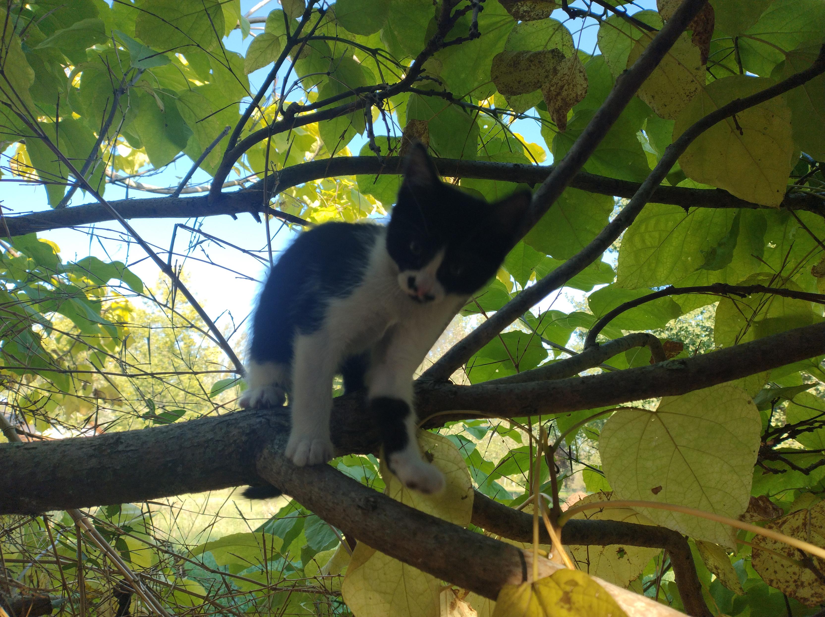 Chatonne blanche et noire sur une branche