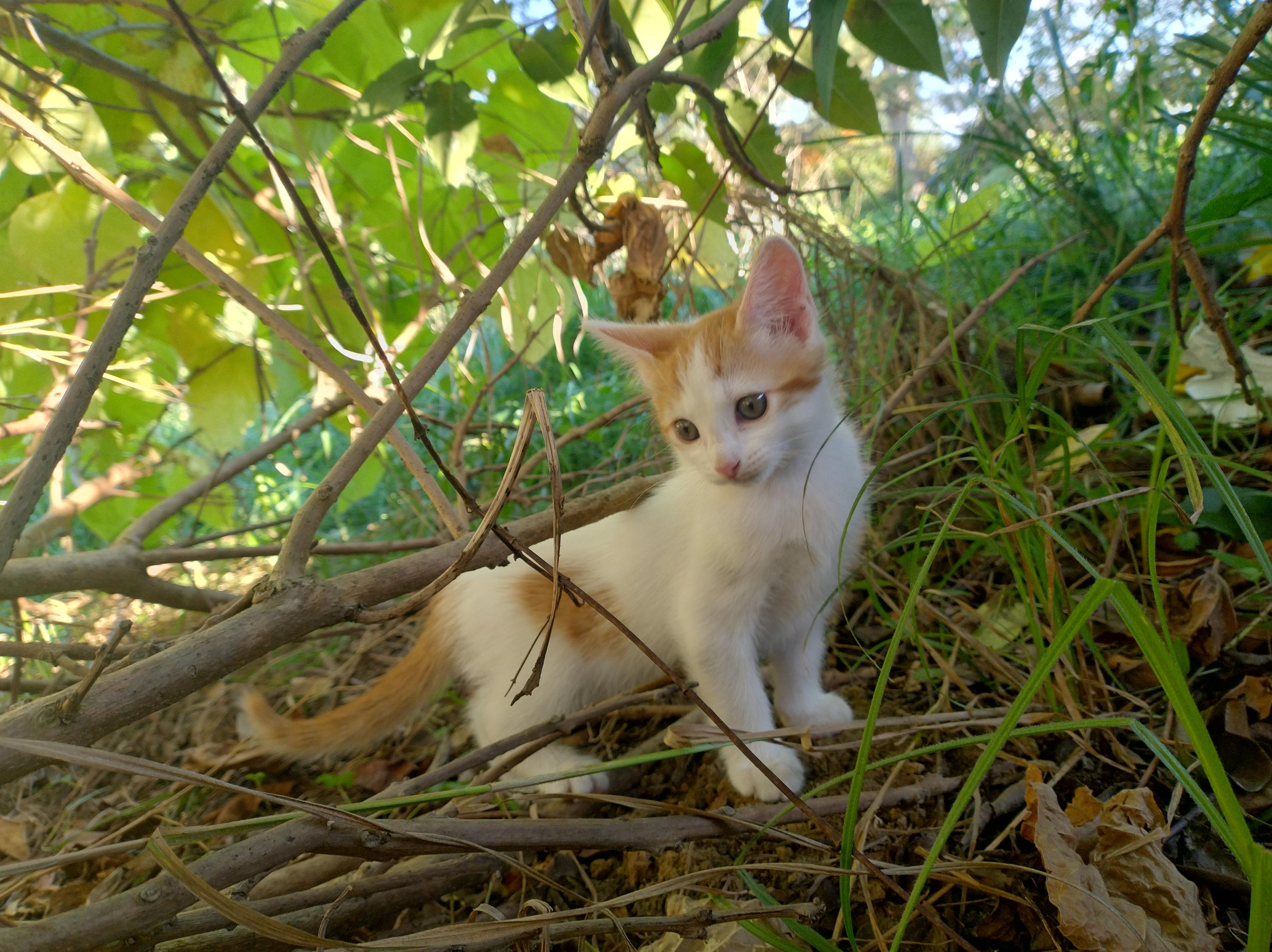 Chaton roux et blanc dans l'herbe
