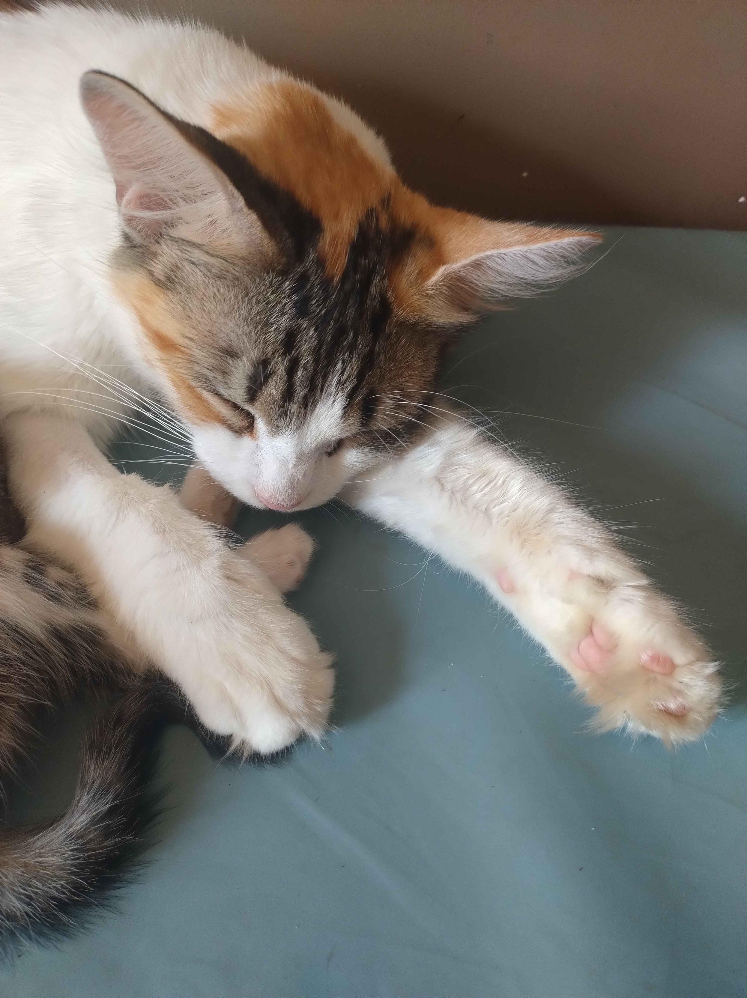 La même qui dort, on voit le motif sur sa tête, museau blanc, puis noir rayé , puis roux, et ses grandes oreilles.