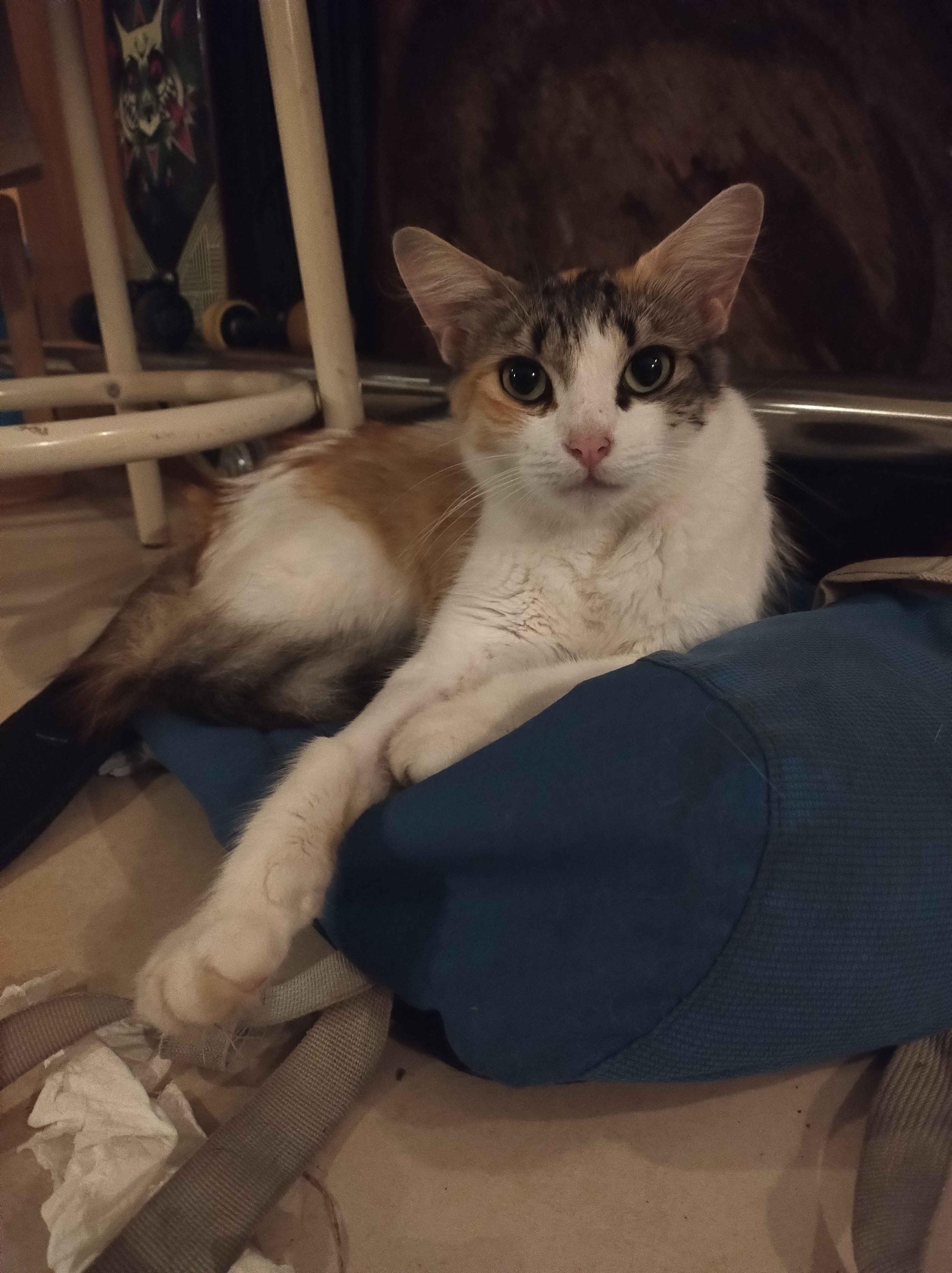 Photo plus récente où elle est allongée yeux ouverts, avec son poil plus court d'été. Son museau est rose, ses pattes avant blanches. On voit un peu sa robe avec du roux et sa queue rayée.
