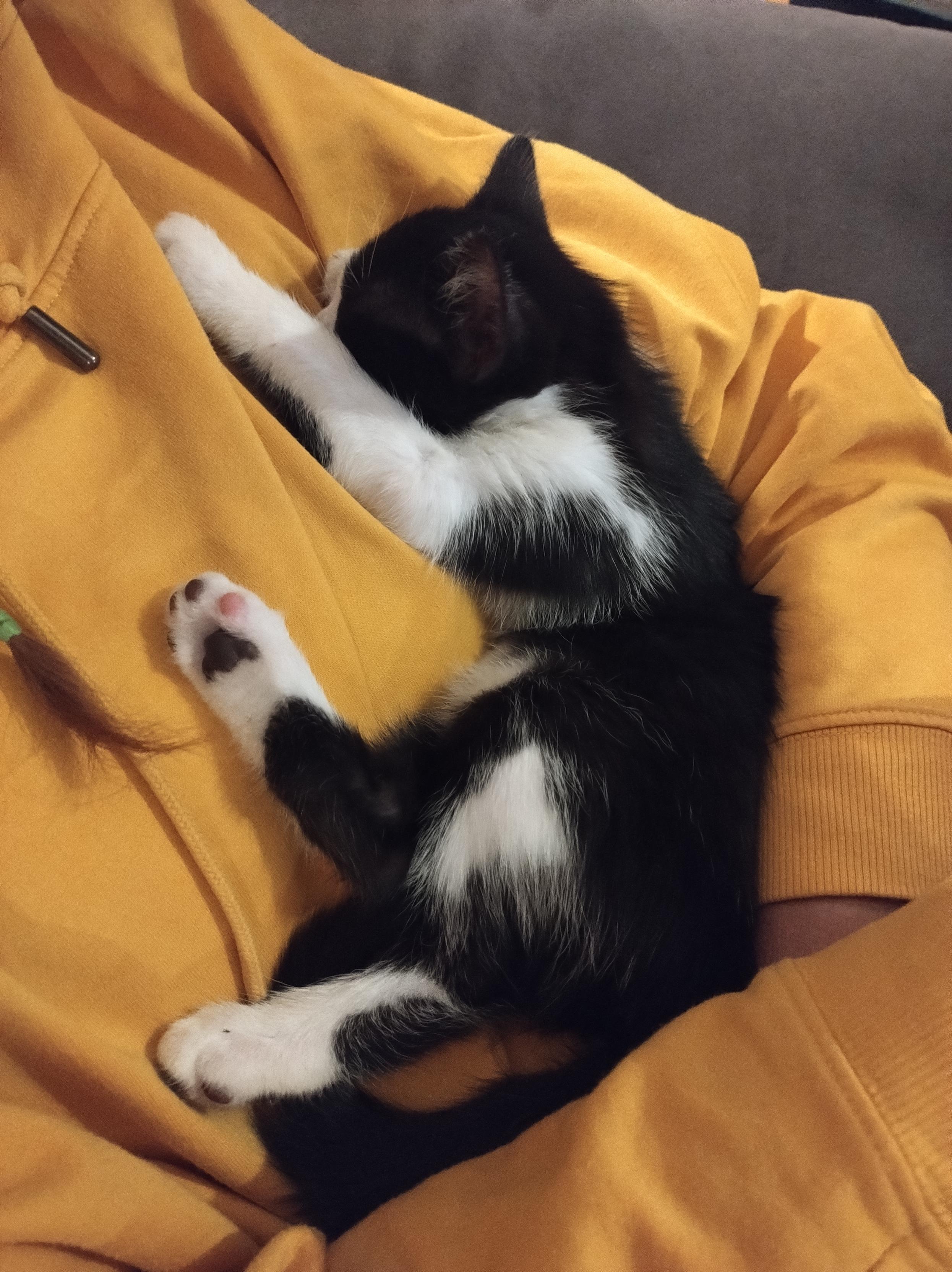 Petite chatte endormie sur une humaine en mode câlin.elle est blanche dessous et noire dessus avec une petite bande blanche sur le dos et des tâches noires sur les pattes. On voit les coussinets bicolores d'une patte.