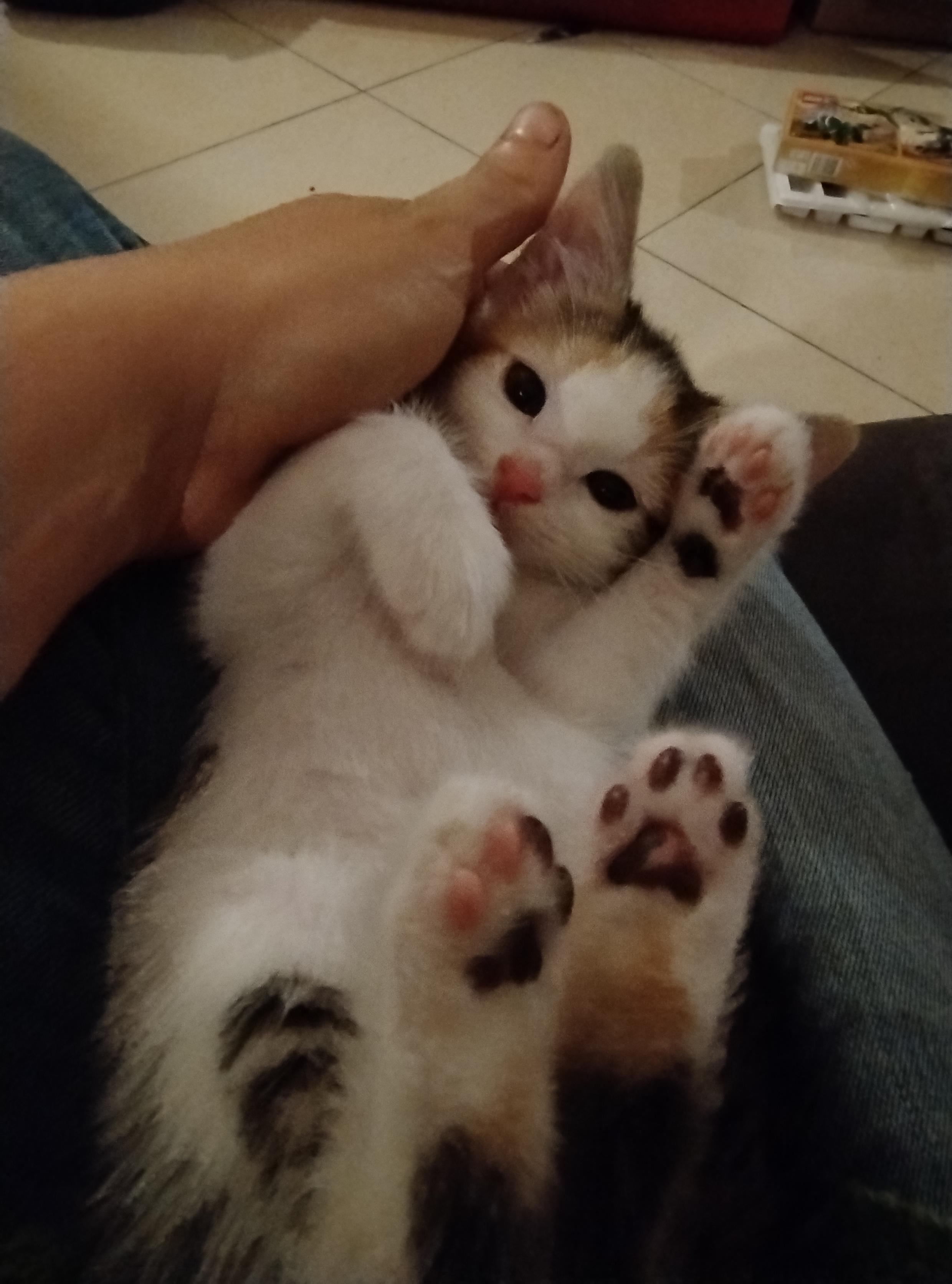 La même couchée sur le dos sur mes genoux qui fait sa mignonne avec ses coussinets roses et noirs et une patte blanche repliée.