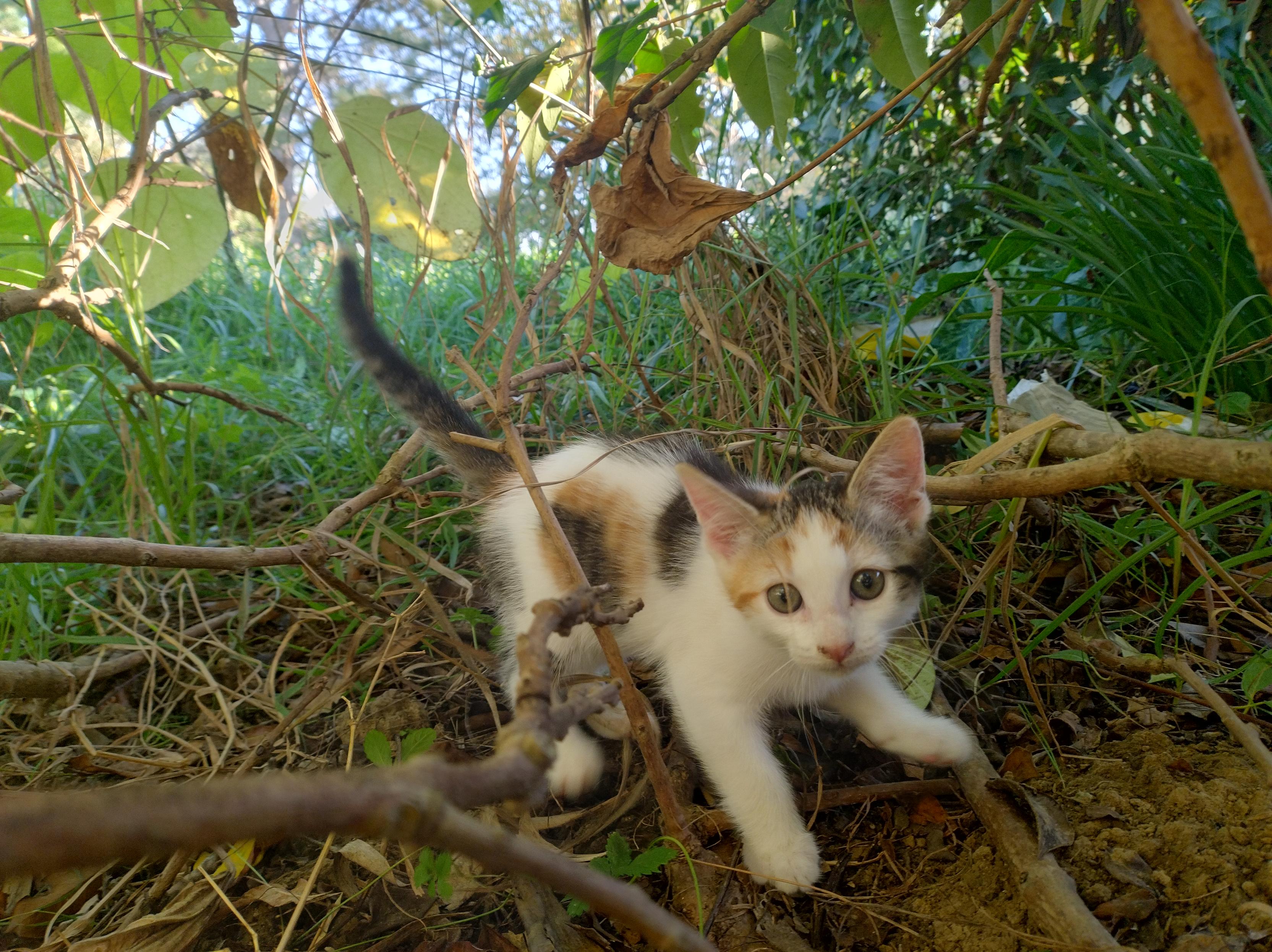 La petite calicot à l'affût dans les herbes queue dressée. Elle est pas mal blanche, avec du roux rayé et du noir tigré en tâches sur le dos et le dessus de la tête. La queue est tigrée, le museau rose. Elle a de grandes oreilles.