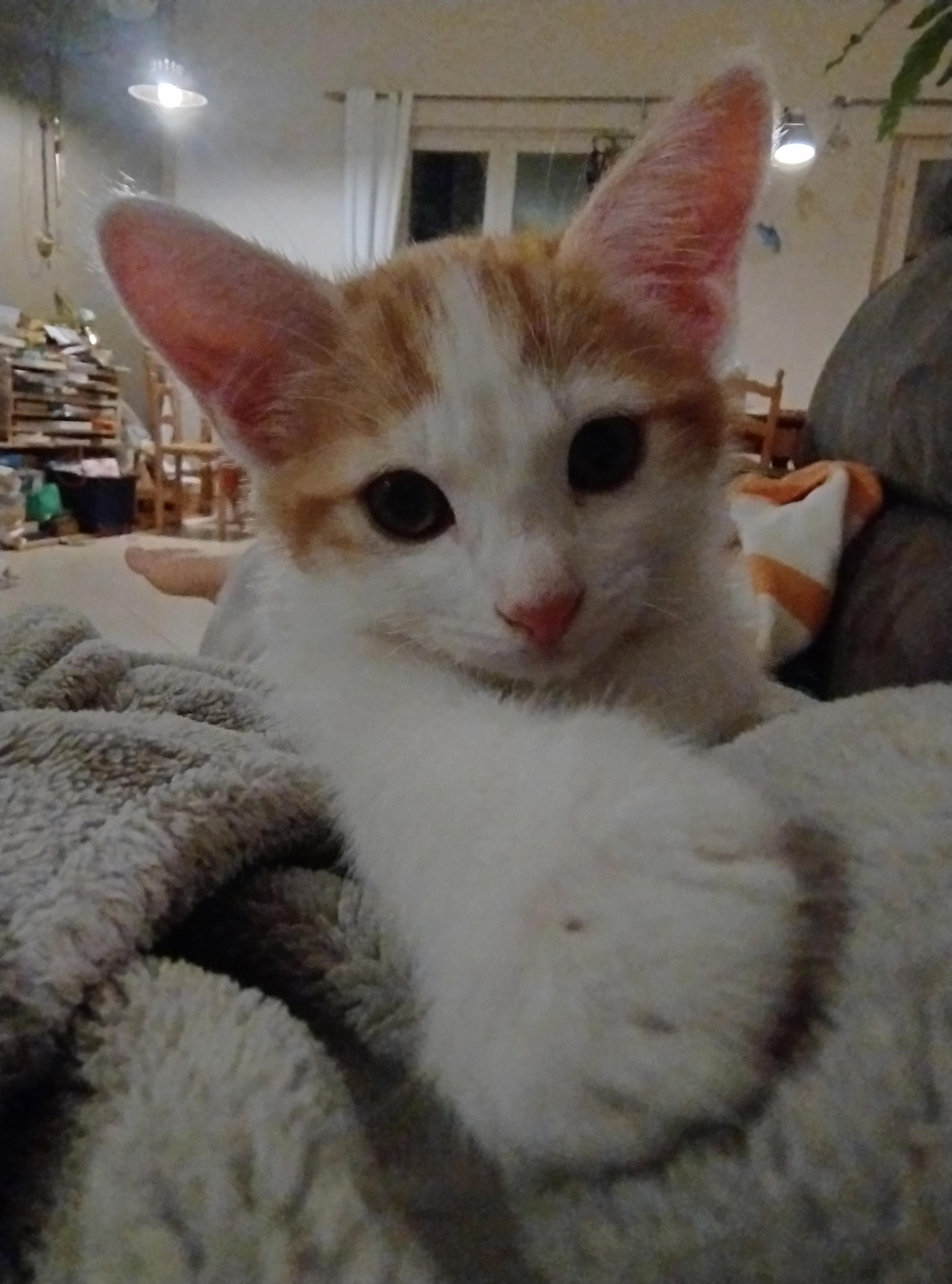 Chaton éveillé allongé sur une humaine. Nez rose, immenses oreilles roses, yeux maquillés avec un trait roux qui part du coin extérieur. Le blanc remonte sur son front qui est roux rayé très symétrique. Sa patte tendue vers nous est blanche.
