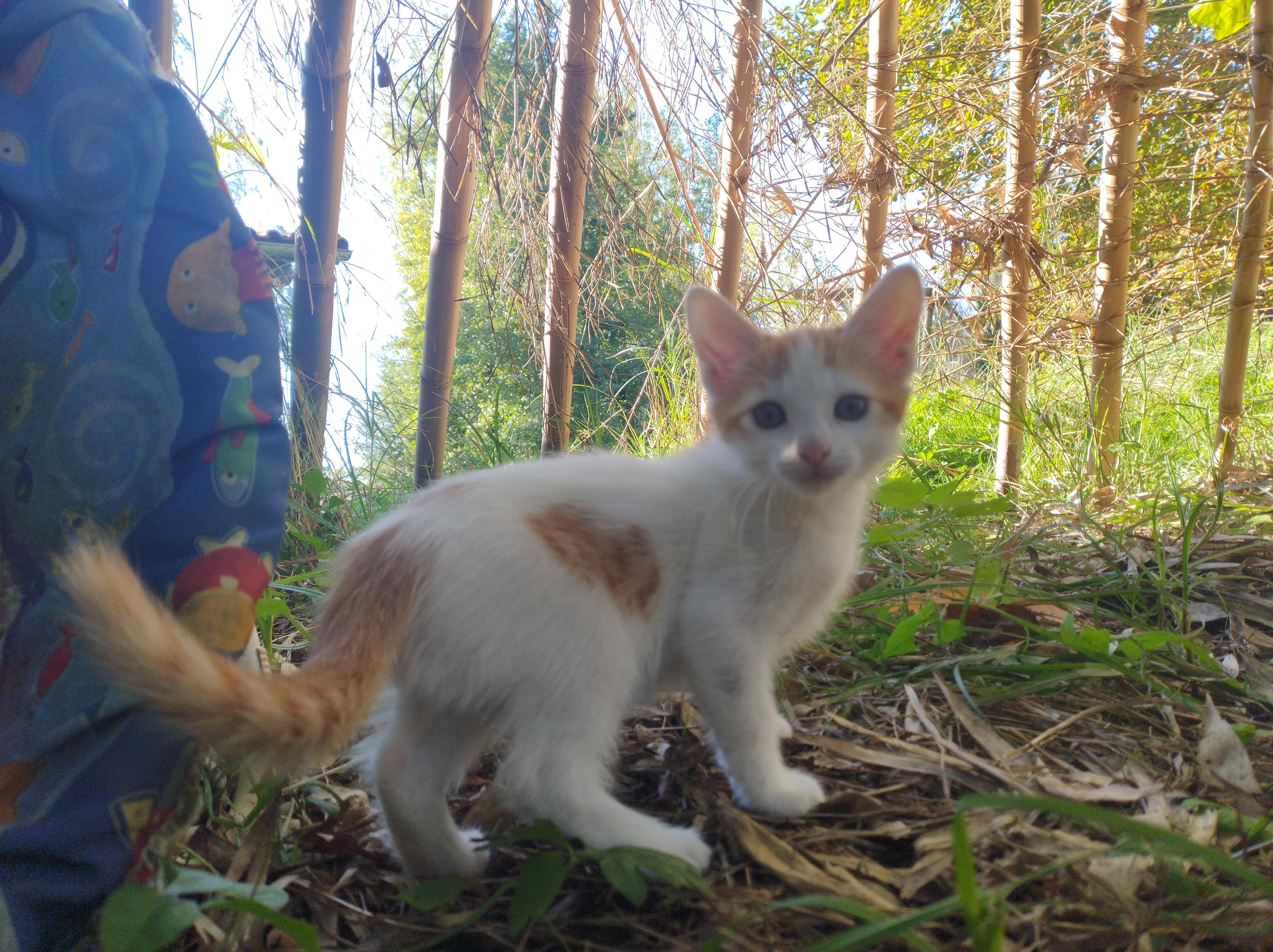 Sur cette photo il est debout dans l'herbe, on voit bien ses grandes pattes et sa queue rayée rousse.