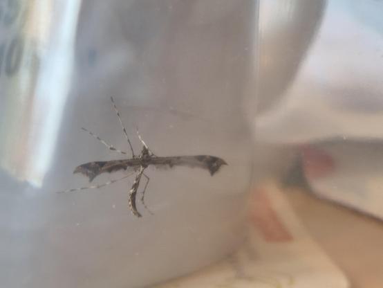 Ein Insekt in einem Glas. Der Körper ist sehr schmal und am Ende hochgebogen. Die braun gemusterten Flügel sind ausgebreitet. Sie sind schmal und am Ende breiter mit kleinen Zacken. Das ganze sieht aus wie eine Kreuzung aus Motte und Stechmücke.