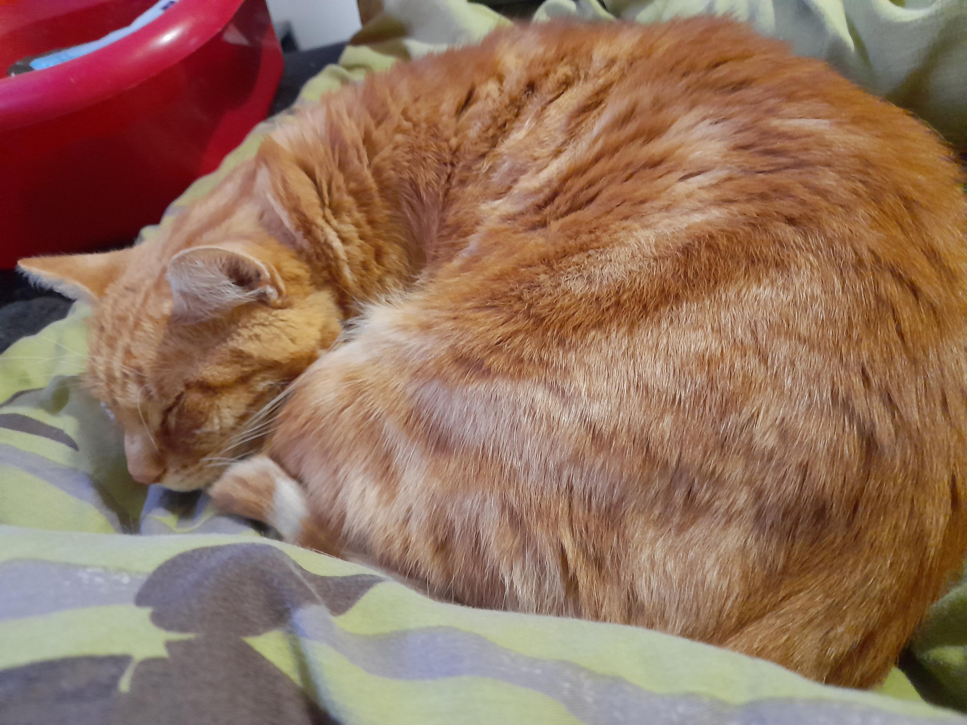 Un chat roux qui dort