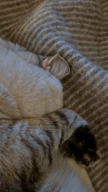 Eine helle Katze liegt auf einer gestreiften Wolldecke. Sie schläft und wackelt ein bisschen im Schlaf. Sie ist so eingerollt, dass fast ihr ganzes Gesicht in der Decke vergraben ist. Eine Vorderpfote verdeckt den Rest vom Gesicht.