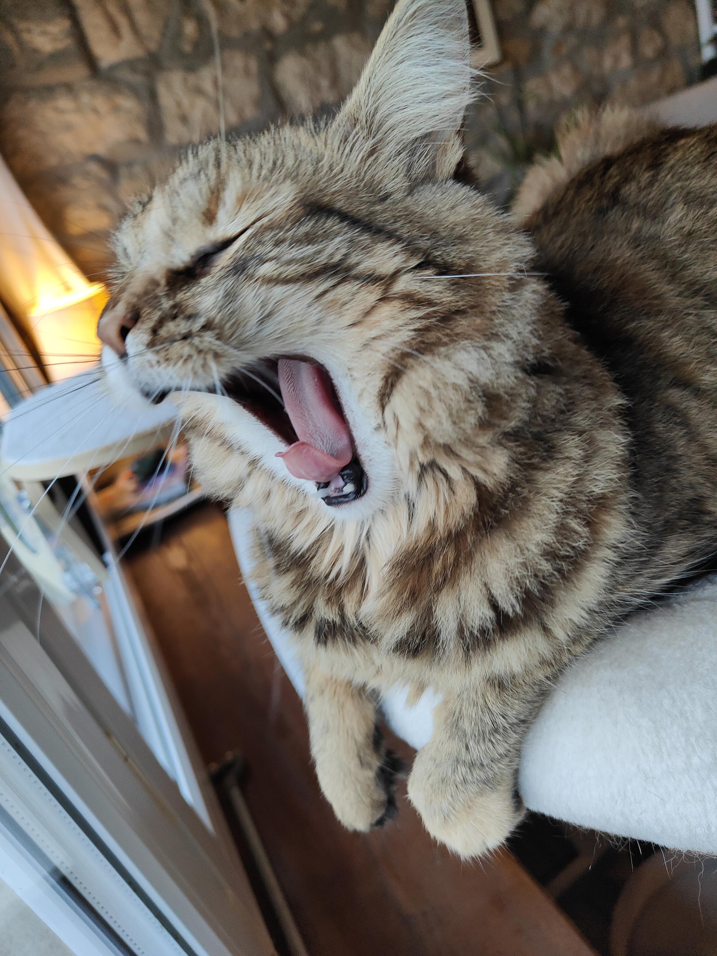 La chatte tigrée, les pattes avant qui pendouillent de l'arbre à chat, baille très fort