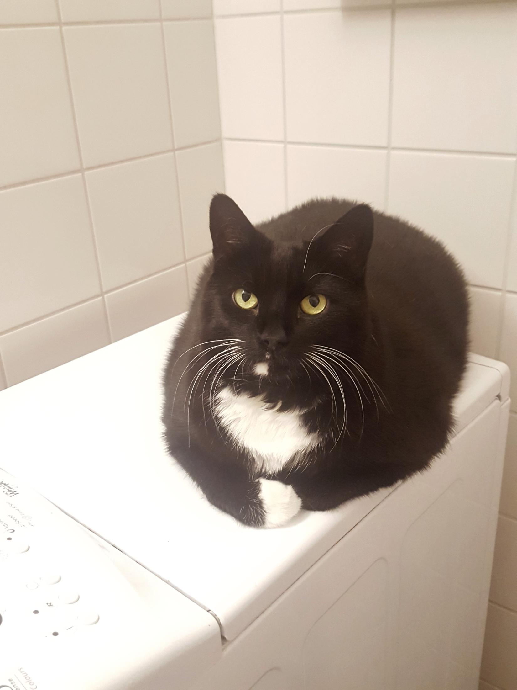 A black and white cat has very elegantly arranged himself on top of a top loaded washing machine. The tile and the machine he's on is white, and this makes his luxuriously shiny black coat and yellow eyes stand out more. He has white whiskers, like a moustache, a little bit of white on his chin, a white cravat and white socks. He is placidly gazing just off the camera lens, content to be enjoying the warmth of the washing machine. He looks absolutely enormous: Muscular, wide shouldered and soft, with a short but very fuzzy coat.
