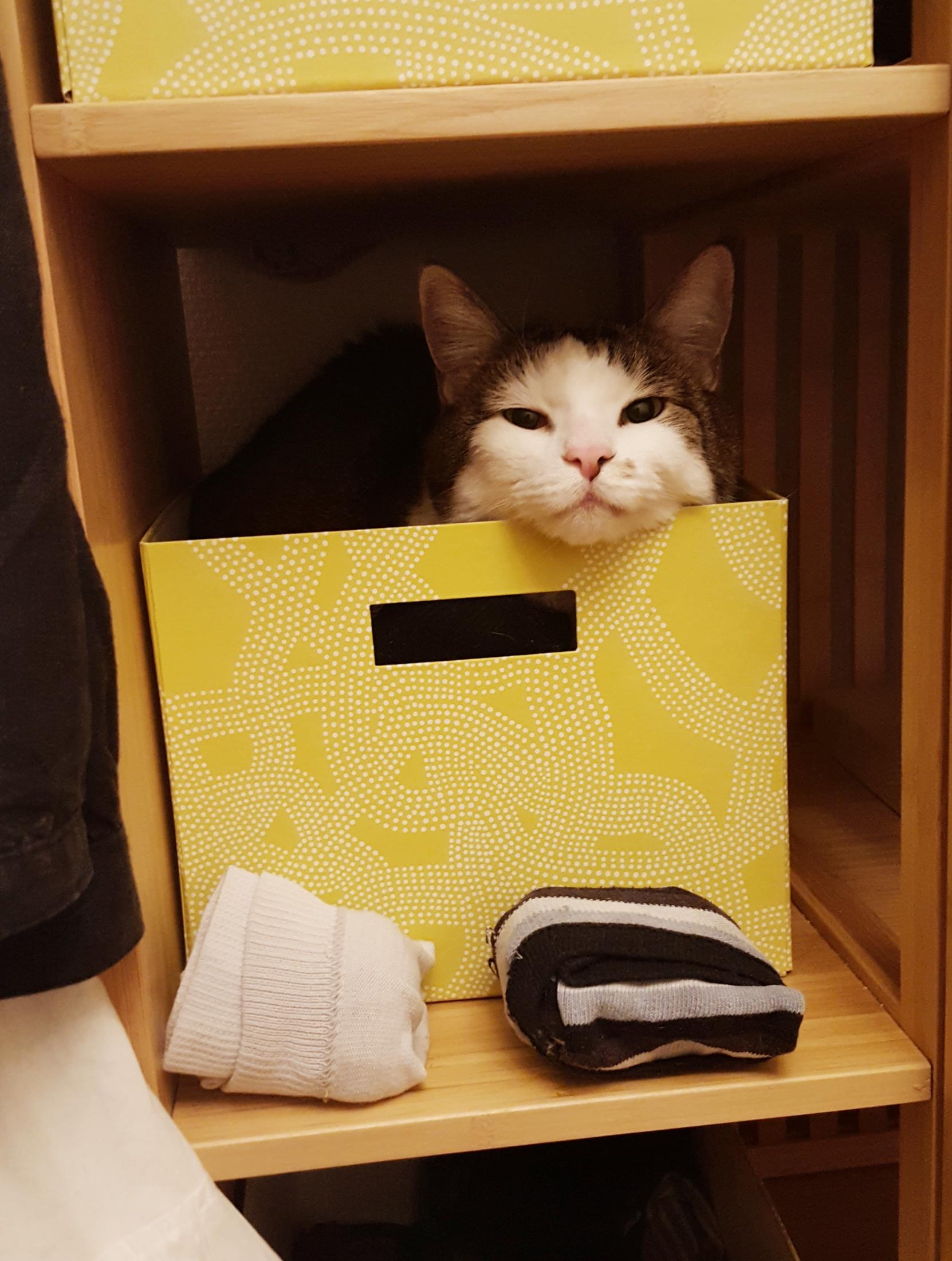 A classic tabby cat with a white face, pink nose and tabby stripes like a little wrestler helmet, is relaxing in a yellow cardboard storage box. It's one of the nice ones, meant to be visible and part of decor, and it's on a bamboo slat wardrobe shelf. The cat has his chin over the edge of the box, gazing back at the photo taker with very few worries, mostly only his face really visible and the rest of him in shadow. There are two bundles of socks in front of the box, white and black and white striped. There's a white skirt and black blouse just in frame, and with the fairly monochromatic hues of the cat, the clothes and the yellow of the box, it's a pleasantly limited colour palette in the photo.