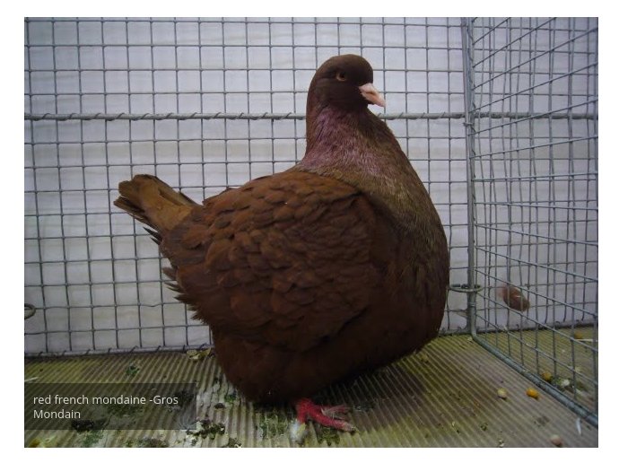 Screen capture of a red French Mondaine, a Gros Mondaine. It's a red bird that looks like someone took the body of a red hem and put a pigeon head on it. Being a deep reddish burgundy brown, with hints of pigeon green, and bright red feet, it's a thing of beauty. And enormous, even more so because it's slightly puffed up.