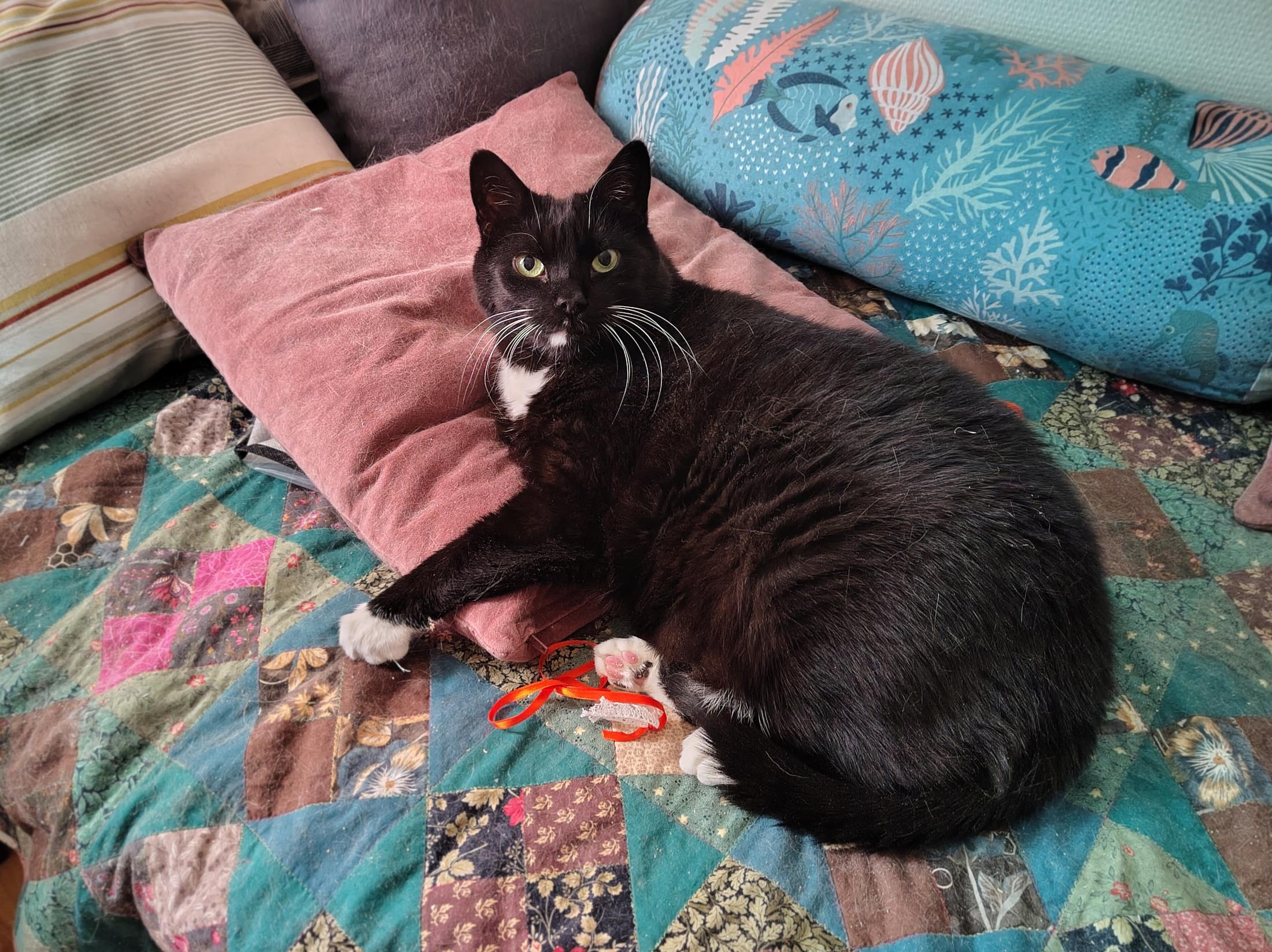 A robustly proportioned black and white tuxie cat is lounging half on top of a pink pillow and half on top of a colourful mostly green quilt. He is attentively looking up, with one paw curled into the quilt top. He looks very cool and dignified and his velvety thick black fur has highlights of shiny sunlight and deep red hues of the undertone of the black. It's not a true coal black, rather a dappled dark brown, with secret stripes only revealed by direct sunlight. His whiskers are white and under his little toe beans is a bright orange satin ribbon, as if he's been having a little play before settling down, and there's only a little bit of random dust stuck on him. Behind him is a bolster pillow in turquoise, with fish and corals on it. Everything is covered in enough cat hair to make up a small kitten.