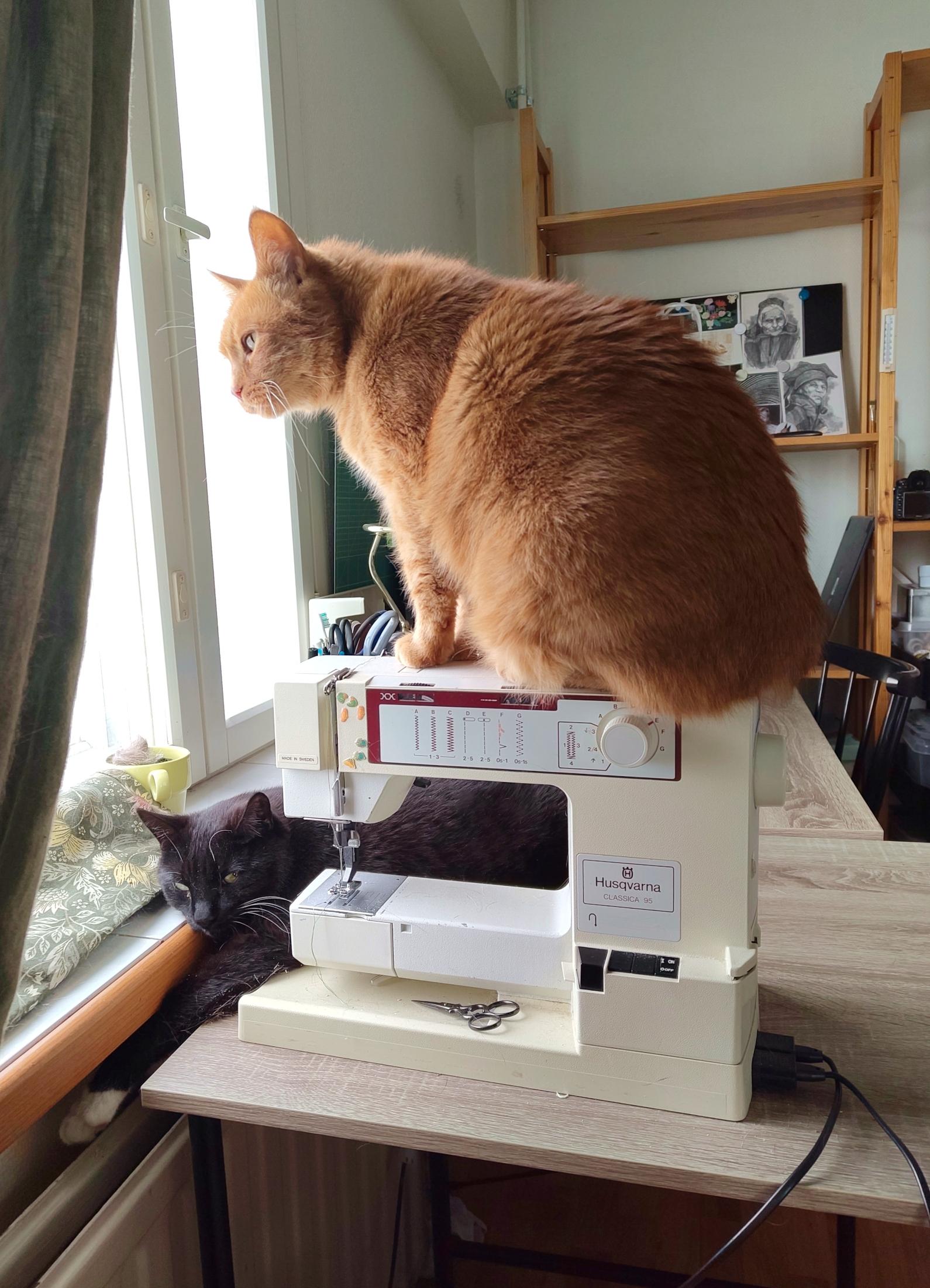 A ginger tabby cat is sitting atop a sewing machine, making it look much smaller than it is because he is so large. He has his head down, to peer through some moss green curtains on the left, his face and body cast in pretty sideways winter sunlight. Below him, on the desk and behind the sewing machine, is a mostly black cat who has wedged his upper body into the void between the desk and the window sill, his front paws stretched out to hover just above the radiator. His face is turned towards the viewer, with a casual expression of "What are you looking at?" and some dust and lint on him, as he's helpfully and thoughtfully mopped some nooks and crannies with his little kitty body. The cats, they are very good at furniture use.