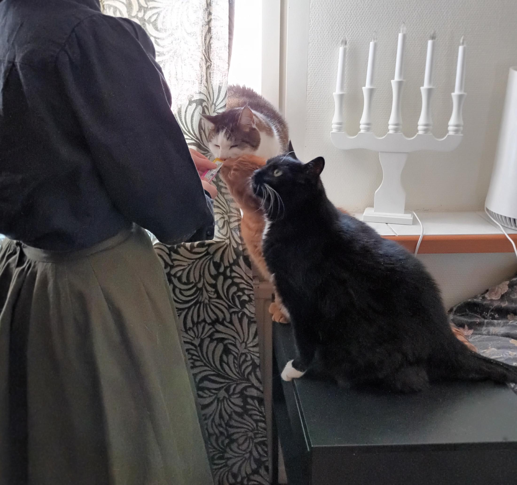 A slightly poor quality image of three cats sitting on a window sill and an end table. A white and brown cat and a ginger tabby have their faces shoved into the tube treat administered by the silhouette of Sini, while a black and white cat stares at her, as if questioning where these fucking things have previously been all of his life. Sini is wearing a green skirt and black blouse, gently camouflaging her into the backdrop of a dark green curtain. An LED candelabra sits on the window sill, abandoned.