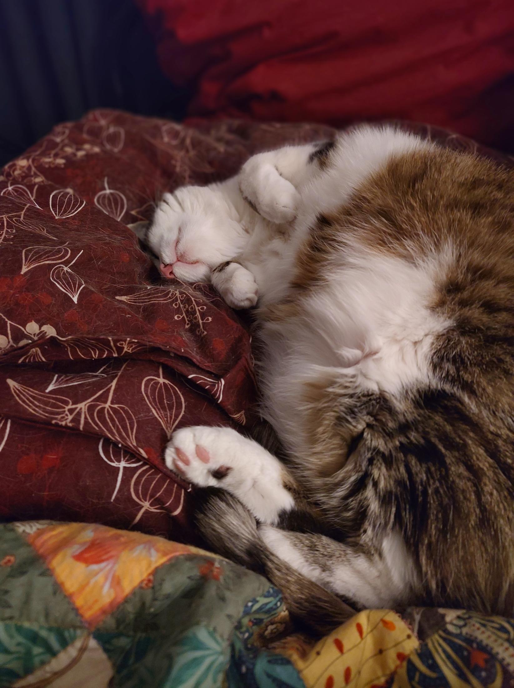 A tabby cat with a white belly, face and paws is half on his back, half on his side, on top of a dark red blanket and colourful quilt. His paws are curled into his chest, one back leg is showing off its beans, and his tummy fur is ruffled and soft looking. His forehead is on the blanket, showing us the pink of his nose and the curve of his little mouth, which looks like he's smiling. His striped tail softly curls around one of this back legs. The blanket is covered in cat hair and the colours are a lovely, cosy and vibrant late night.