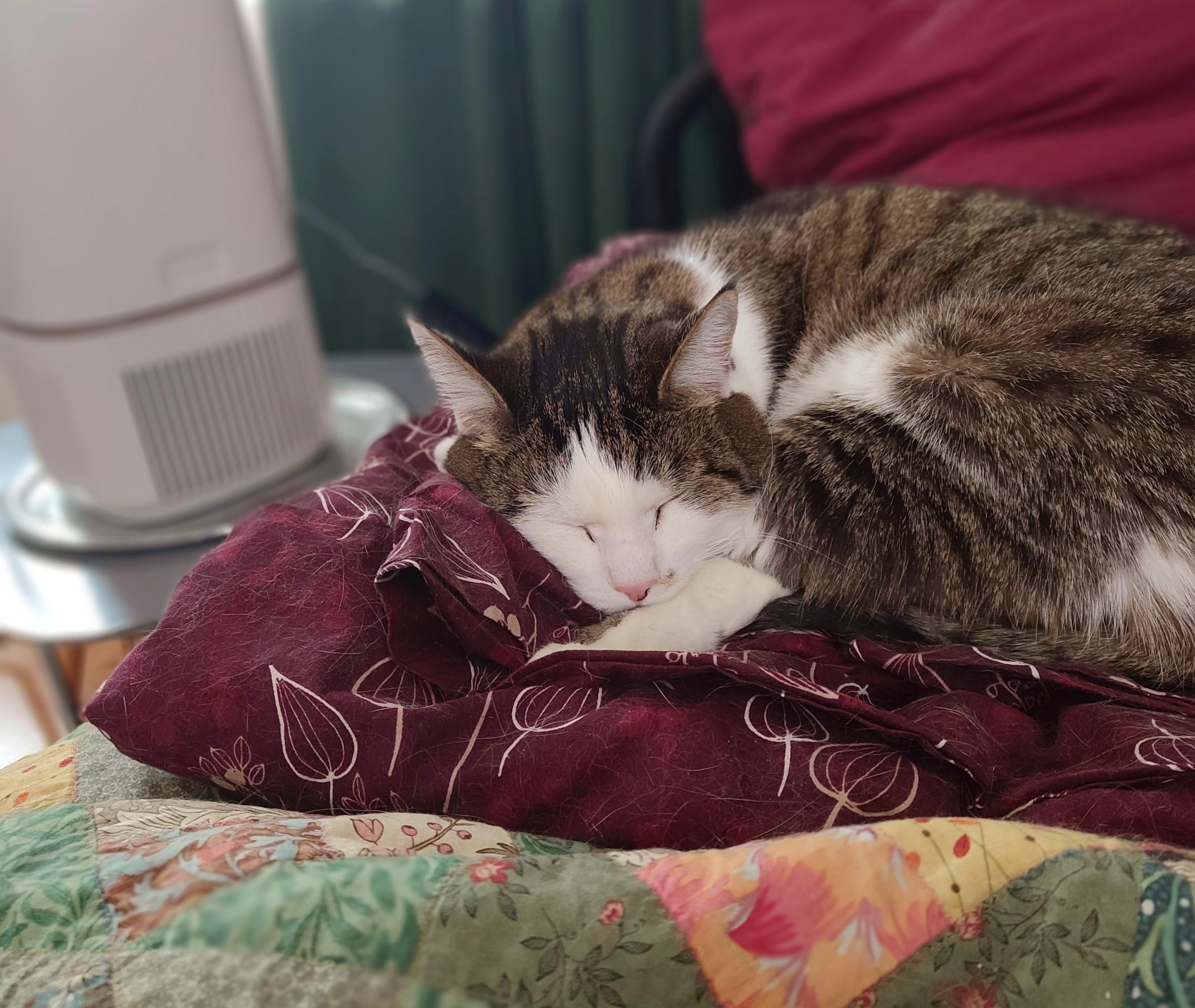 A sunlit little sleep croissant, the same cat. His eyes are tightly closed and he's asleep, using his front and back paws as pillows. His tabby stripes are a lovely and defined black against the brown and ticked white of his fur, and he looks just very comfortable and relaxed. There's the barrel of an air purifier in the background.