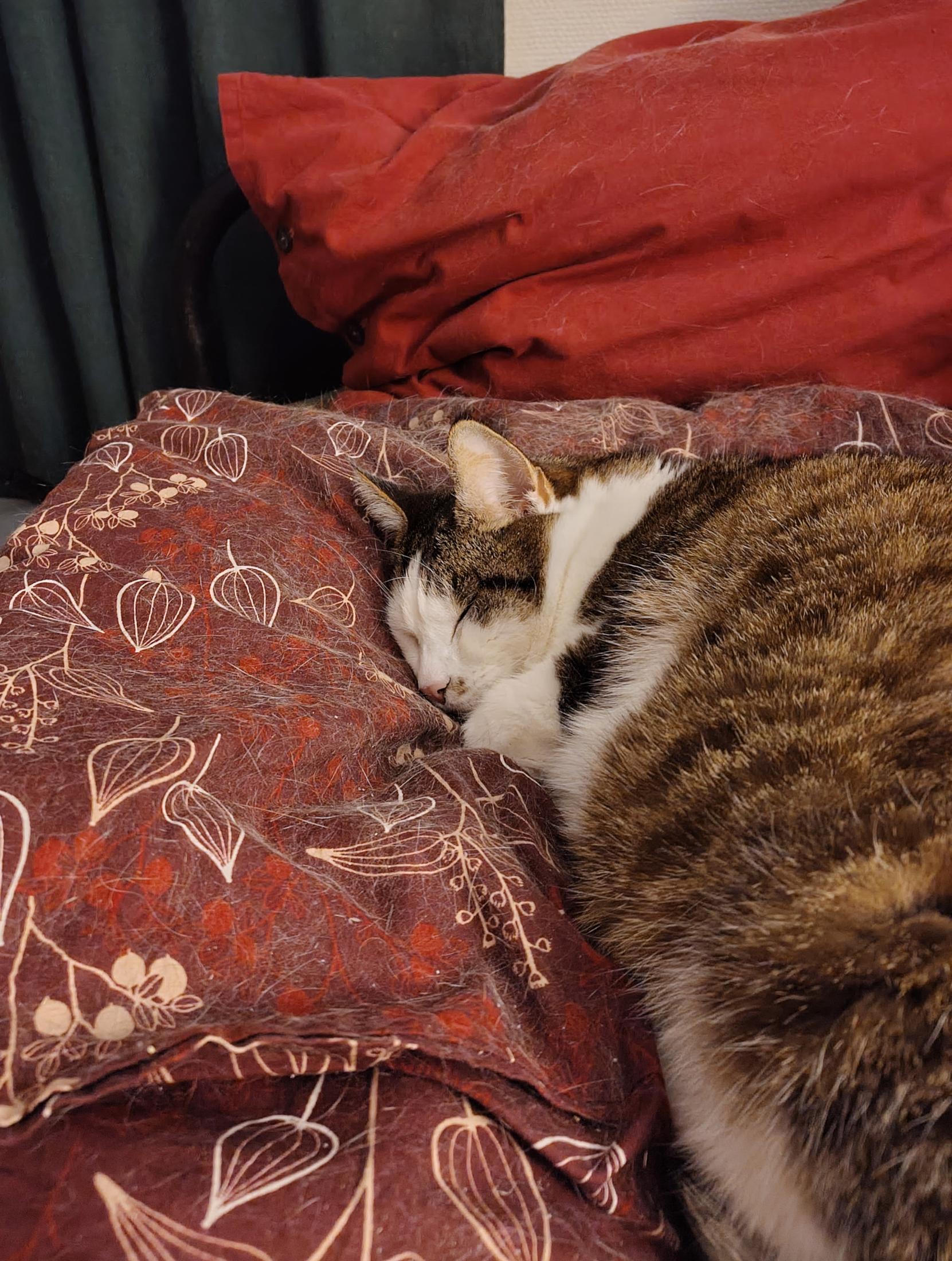 Another night time photo, and he is asleep. His large and fluffy flank is on the right of frame, and his sleepy little face is right in the middle. His red blanket is just so so sprinkled with cat fur. The blanket and big red pillow provide a nice background for the cat naps, with a dark green curtain in the background.