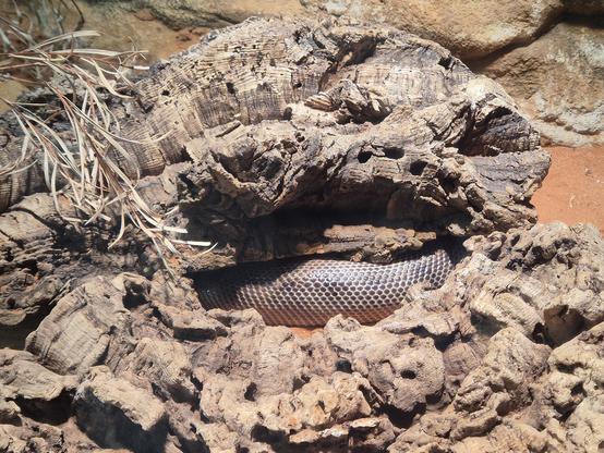 Blick in ein Terrarium. Ein großes Stück trockenes Wurzelholz liegt in rötlichem Sand, im Hintergrund felsartige Steine. Aus einer Lücke im Holz ist ein Abschnitt des Körpers einer Python zu sehen, die sich darunter zusammengerollt hat. Ihre Grundfarbe ist hell mit grau-braunen Schuppen.