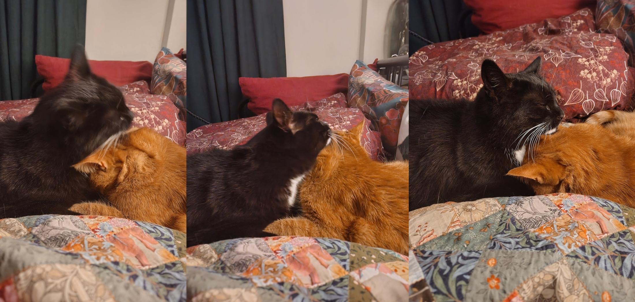 Three photos side by side, in sequence. A mostly black cat is licking the head and neck of a ginger tabby cat. The former is motion blurred in the first two, the latter is just relaxing and enjoying taken care of like he's but a tiny little kitten. In the third, the ginger cat is deemed acceptably no longer grubby by his little brother, and the black cat is resting his face on top of his big brother's head, eyes closed in satisfaction. They're on colourful quilts, and a red blanket behind them is absolutely transformed by a coating of cat hair.