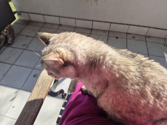 Eine helle Katze sitzt aufrecht auf meinem Schoß. Sie schaut interessiert auf etwas außerhalb des Bilds, nämlich das Insektenhotel im nächsten Beitrag. Von mir ist nur ein Bein in pinker Jogginghose zu sehen. Eine Armlehne aus Holz und graue Fliesen mit verwehten Würstchen von den Bäumen ringsum  drauf sind im Hintergrund.