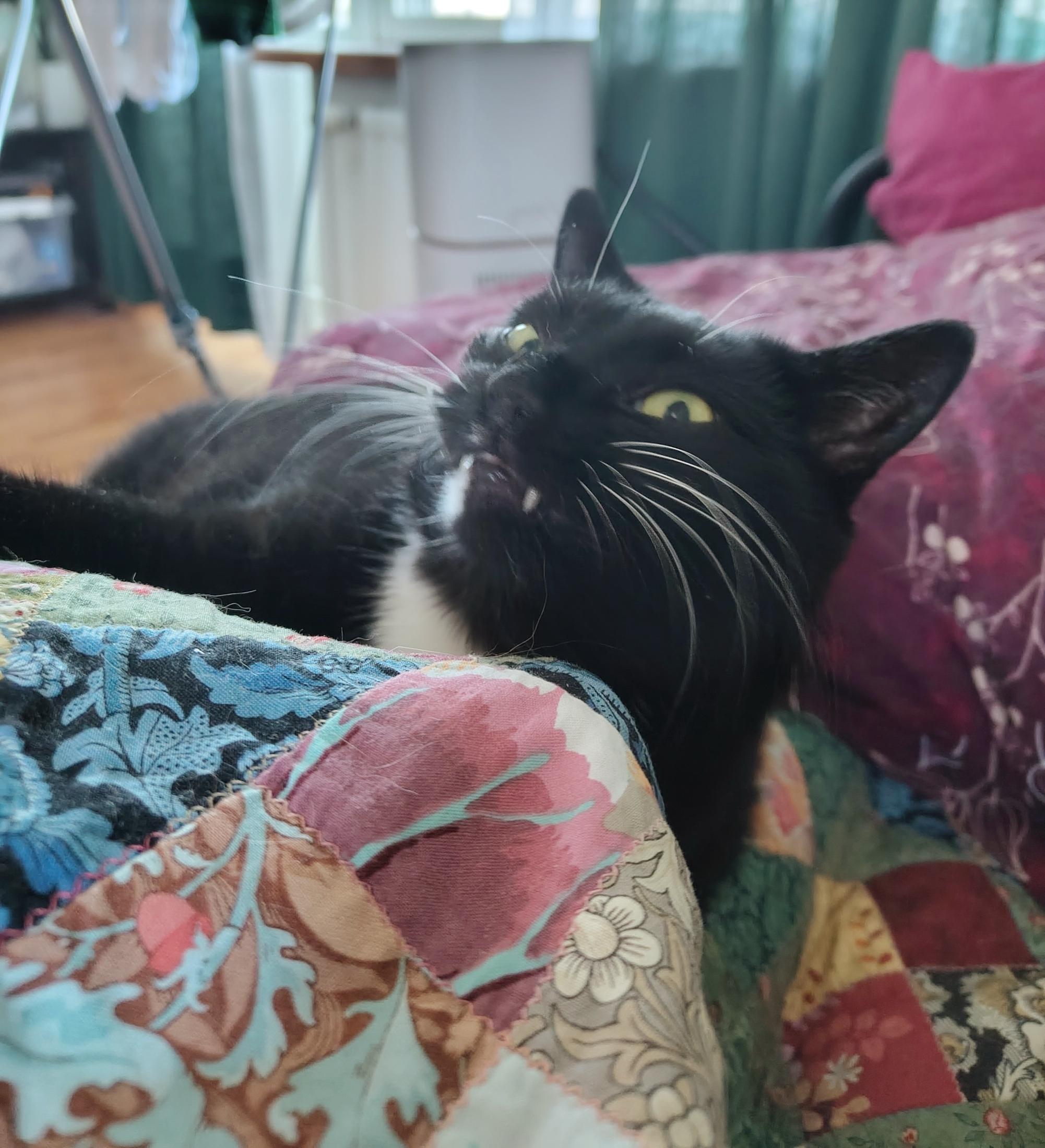 Moments after looking very cute, lounging on colourful quilts, a mostly black cat has pulled up his face in a silly looking sort of pseudo-grin, where his fangs are peeking out, nose is scrunched, and he's looking towards the lens with a hard to describe expression in his eyes, but it would be easy to slap any sort of humorous meme comment on it.