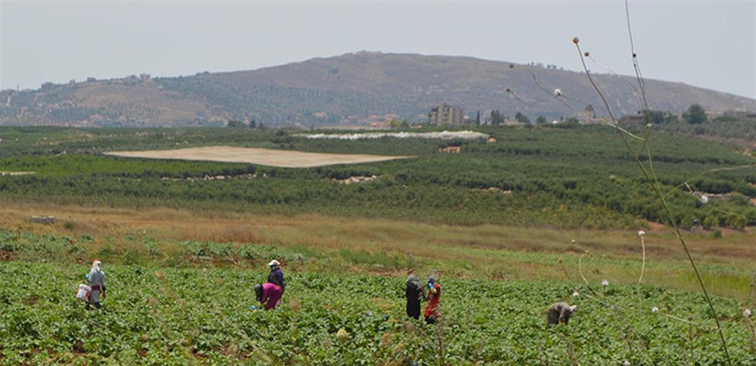 Les agriculteurs récoltent leurs récoltes dans les champs ruraux au Liban