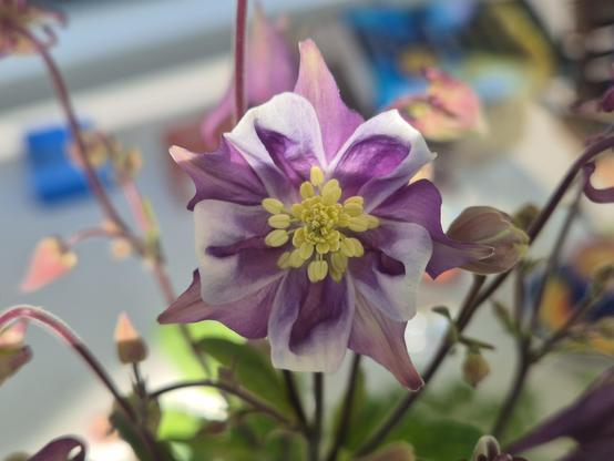 Nahaufnahme einer einzelnen Blüte. Violett und weiße Blütenblätter, in der Mitte viele, hellgelbe Staubgefäße.