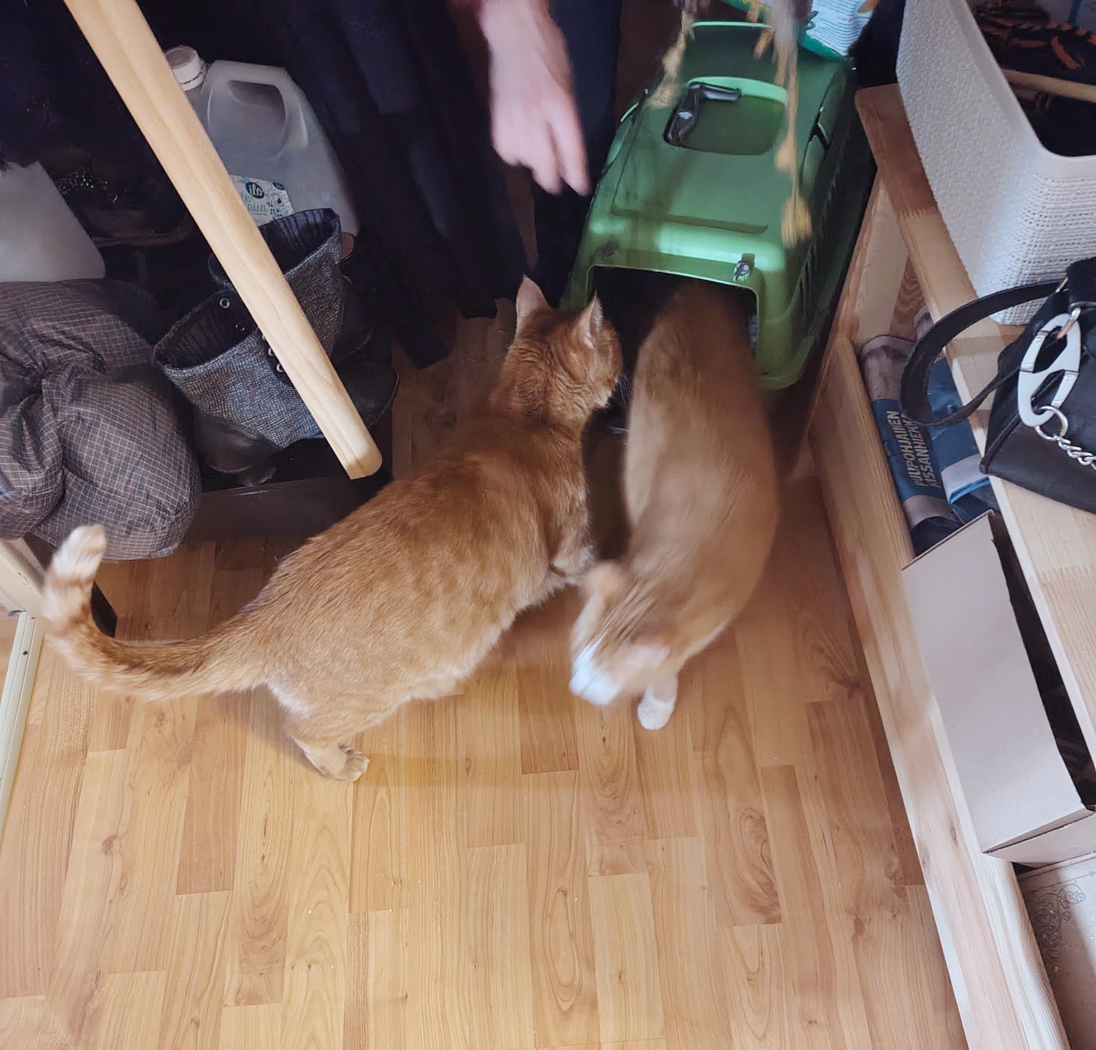 A blurry photo of the slightly claustrophobic little hallway where a ginger and cream tabby cat is being released from a cat carrier, a swift motion blur slinking past the ginger tabby cat who is standing right in front of the carrier. A blurry human hand of mother, who's just opened the carrier. There's a bunch of clutter and coats and such, but the cats are looking rather dynamic and cute even if only vague.
