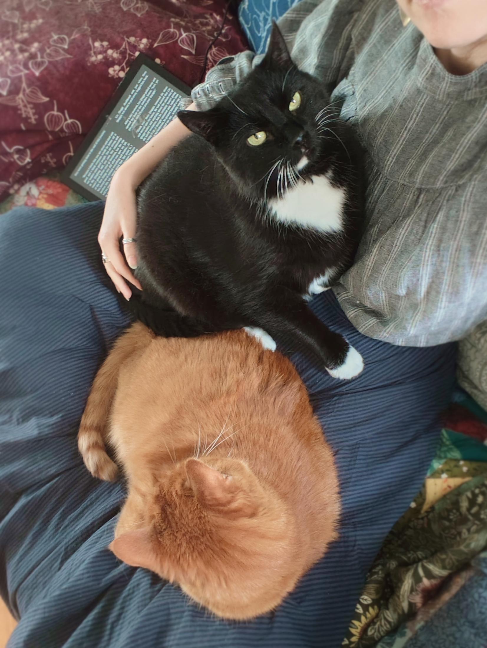 A front camera photo of two cats lounging on Sini's lap as she's sitting tailor style on the sofa. A ginger tabby has his head turned away, and a white and black tuxedo cat is looking up, his black fur shiny and soft, one white paw delicately making a preliminary leading to a biscuit press on her thigh. He's looking very distinguished, Sini's hand around him looking very small. Behind, on a pillow, a discarded tablet device with a book open in dark mode.