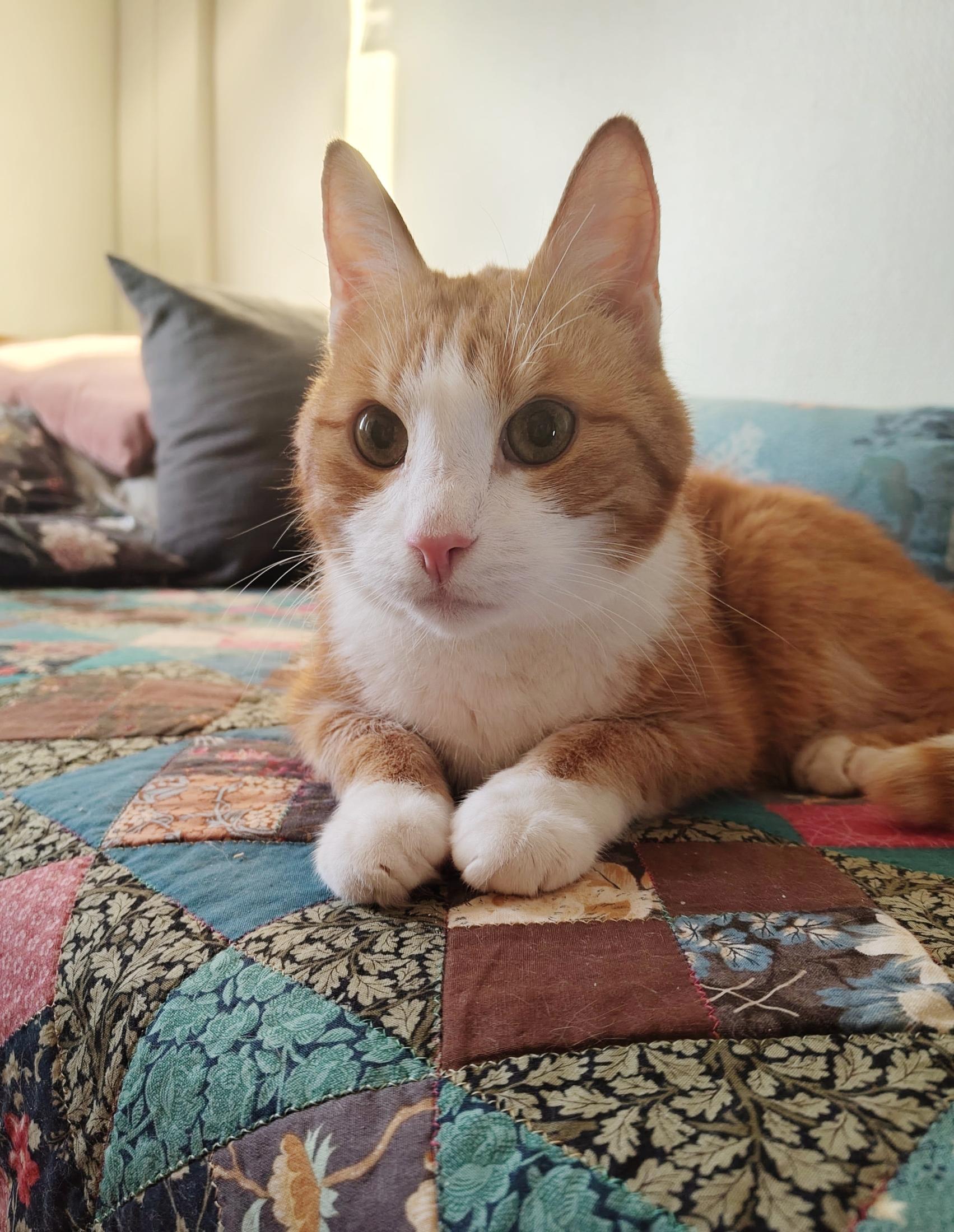 Same cat, same pose, but with his head more up and his massive ears and eyes perked at attention as he listens to something in another room. Equally beautiful, but with a slightly different mood, he looks more baby here as opposed to the previous, where he was very cool and distinguished!