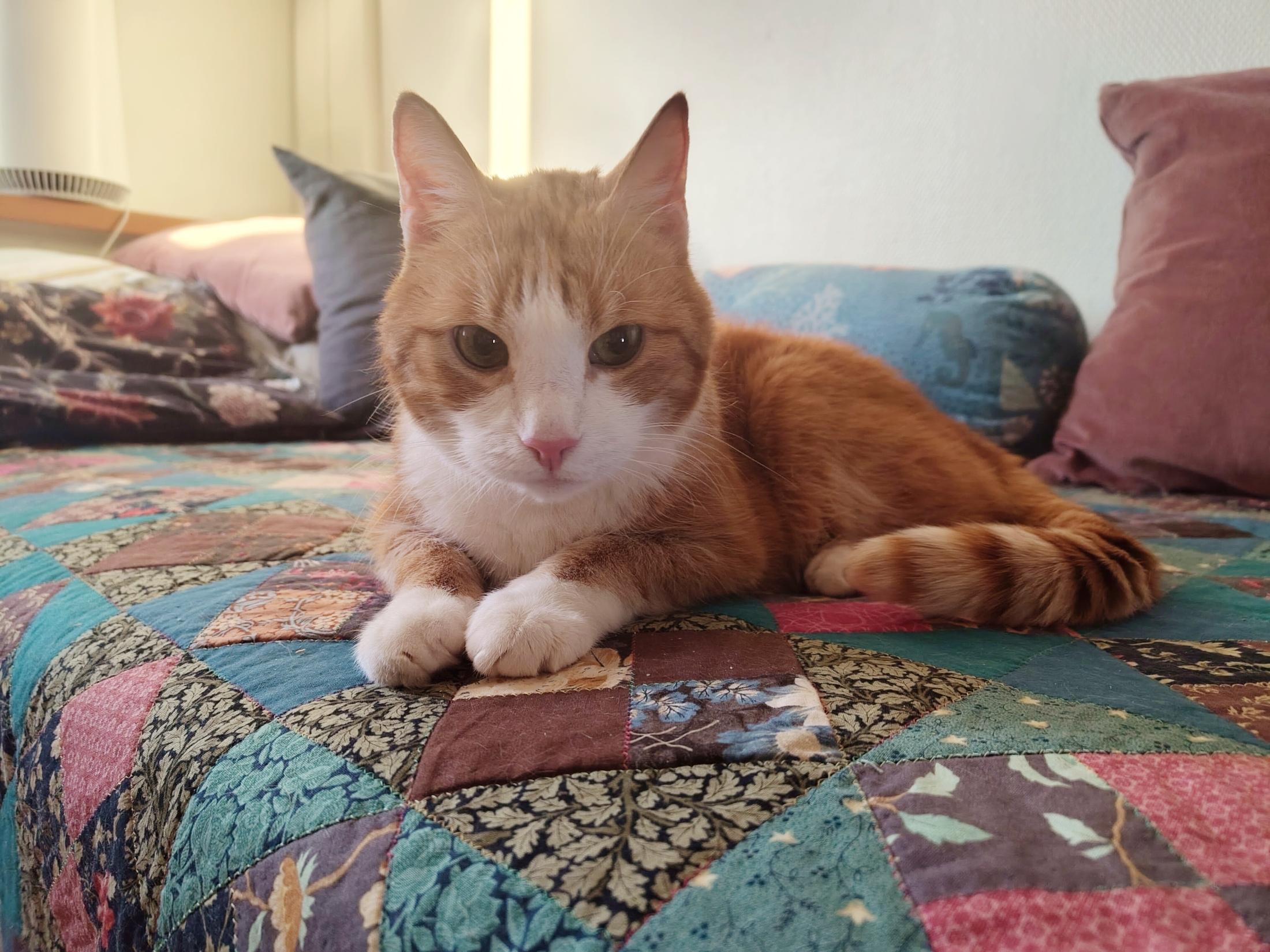 A handsome white and pale ginger tabby cat lounges sphinx-like on a colourful quilt, his eyes cast a bit downwards. His eyes are a striking dark green, his nose a sweet pink, and his paws a dainty white. His soft tail curls around his flank, striped. Sunlight from a window casts a golden glow on everything, and the blues, greens and pinks of the quilt, like pink lotuses on a dark pond, are very flattering for his colours.