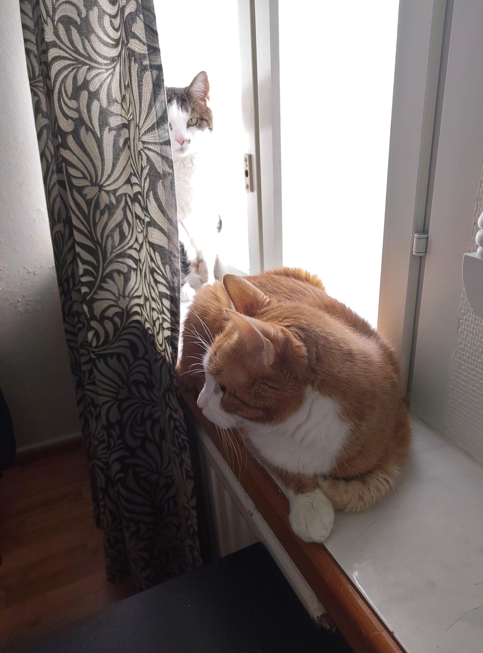 A ginger and cream tuxie cat is arranged in a partial sphinx pose on a ceramic windowsill, his face turned towards the rest of the room and ears perked at attention, with a faint air of unsettledness. Behind him, more firmly behind the dark green curtain, sits a white and brown tabby cat, his green eyes to the camera lens. His white face, neck and undercarriage are mostly burned out by the sunlight illuminating him, and with half his face hidden, he looks pretty cool. These being two cats that have only spent several weeks together in their entire lives, they're quite close to each other!