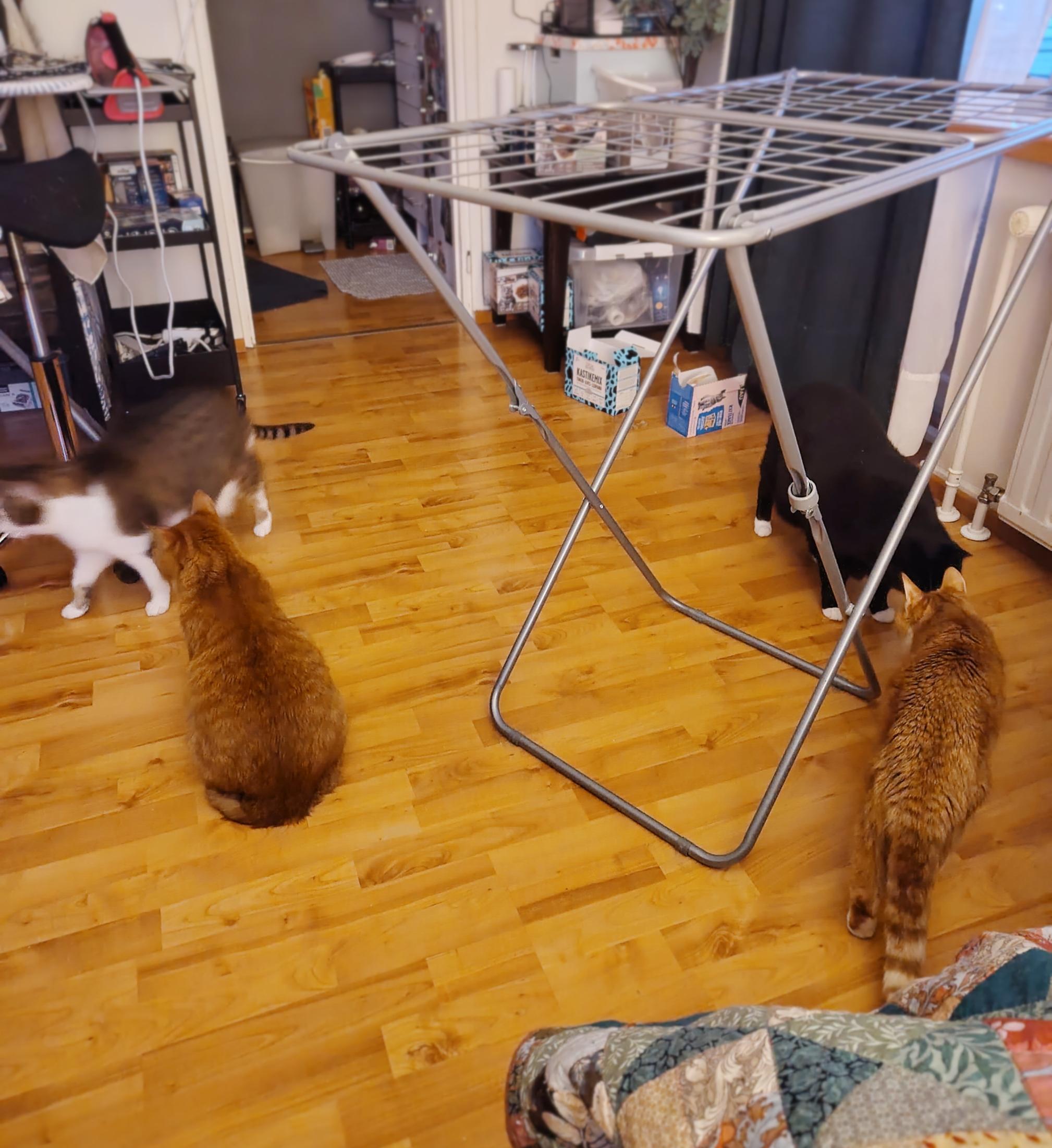 A poorly lit night time photo of four cats assembled around the same laundry rack, on two different sides of it. On the right, a mostly black cat is doing some nose sniffs with a yellow and cream ginger tabby, and on the left a darker ginger tabby is sedately sitting while a brown and white tabby walks past him, being a motion blur with just his face out of frame. There's a bunch of clutter, a tiny kitchen, an ironing board with a pink iron and many empty cat food cardboard boxes in the background. It's not a very good photo and not very flattering of Sini's living arrangements, but it does most certainly have four cats in it at once.