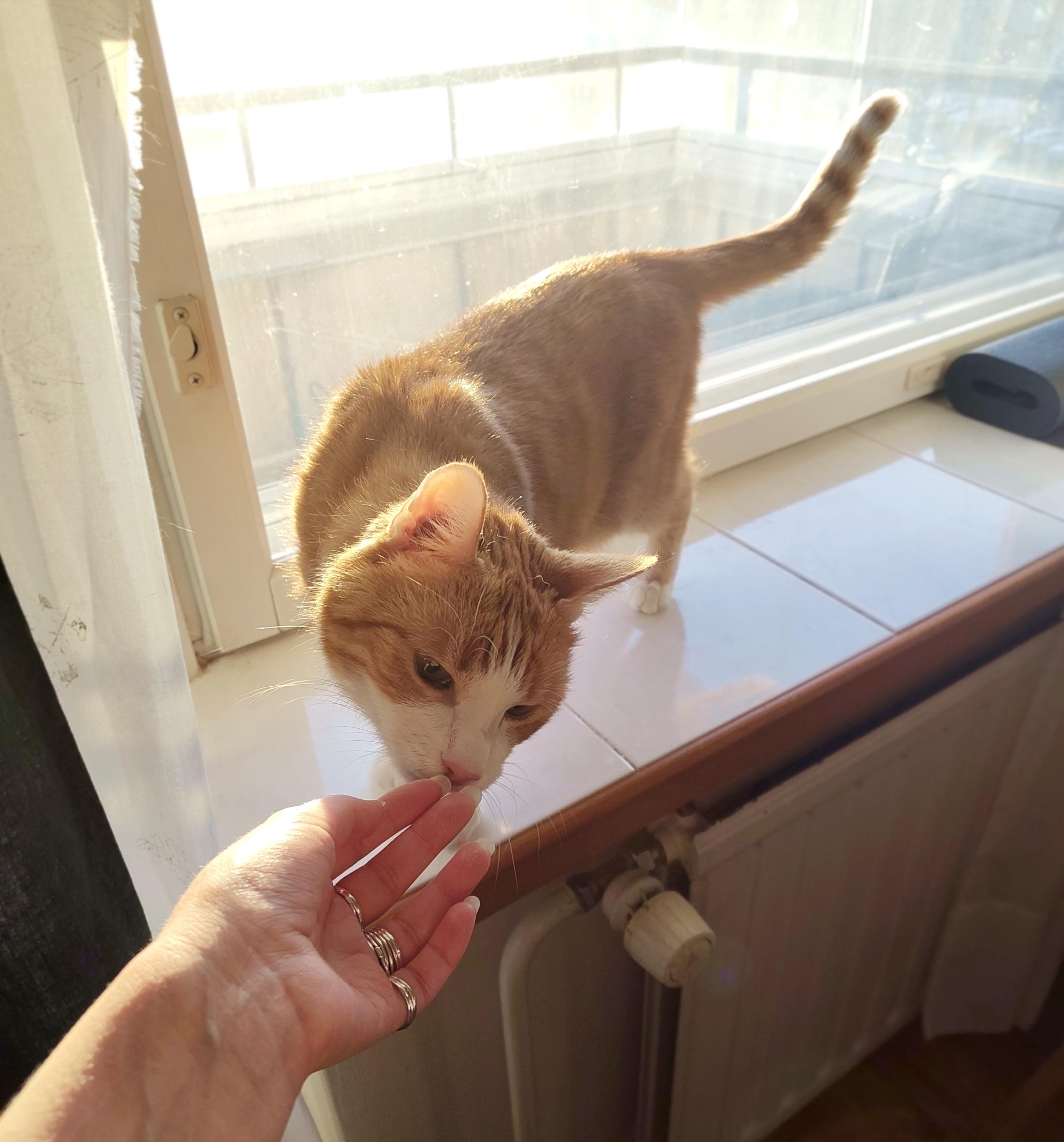 A lovely hazy with sunlight photo of a white and yellow ginger tabby standing on a windowsill, sniffing an outstretched smaller human hand delicately, his eyes half closed and his tail up in a friendly fashion. He is bathed in golden light, made blurry by the dinginess of the window and the even more dingy glass walls of the balcony outside the window. He just looks very sweet and shiny, his darker green eyes soft as his brain processes everything he's detecting via his nose.